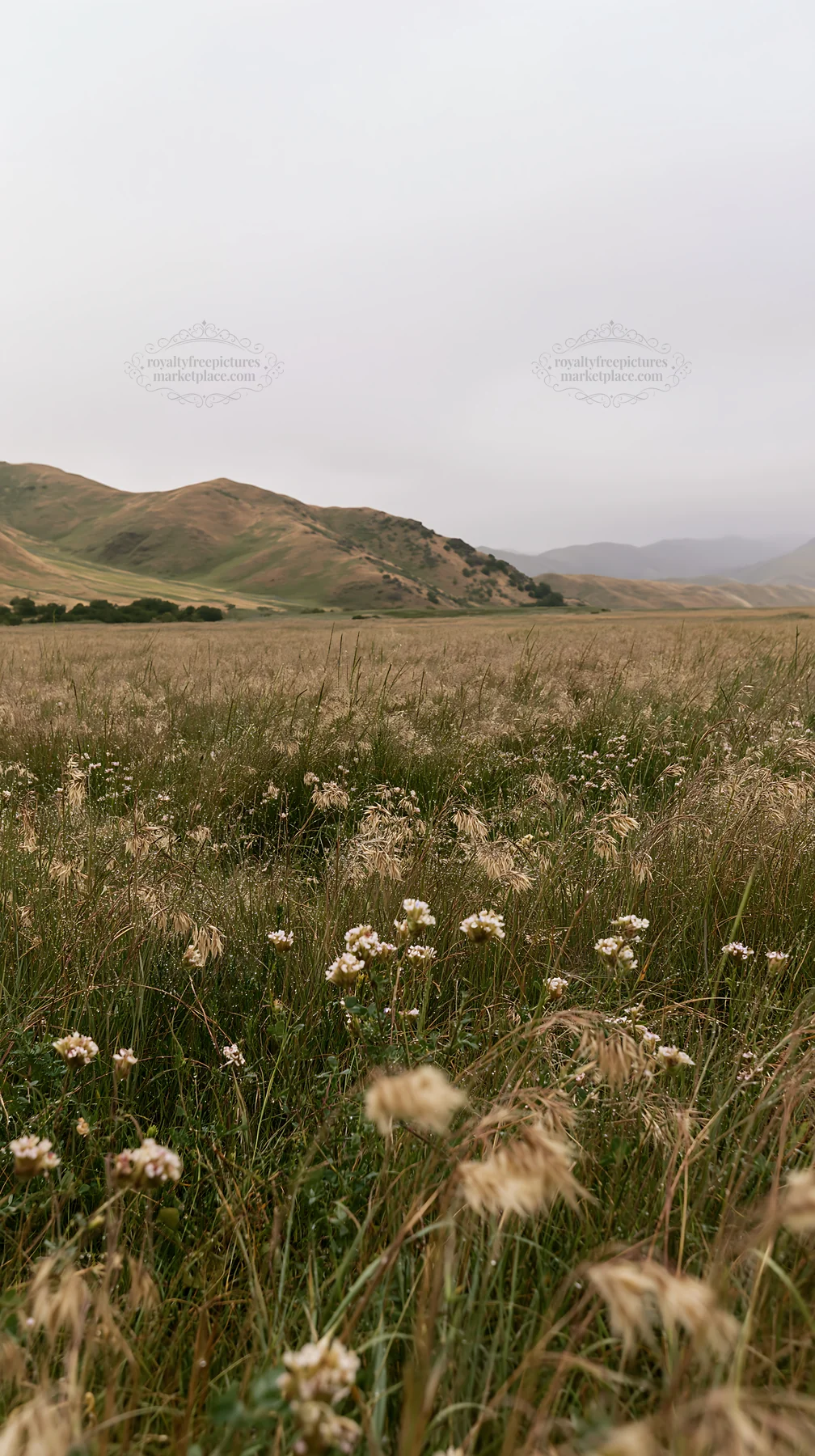 Rainy valley meadow with flowers in the foreground - AI-generated stock image