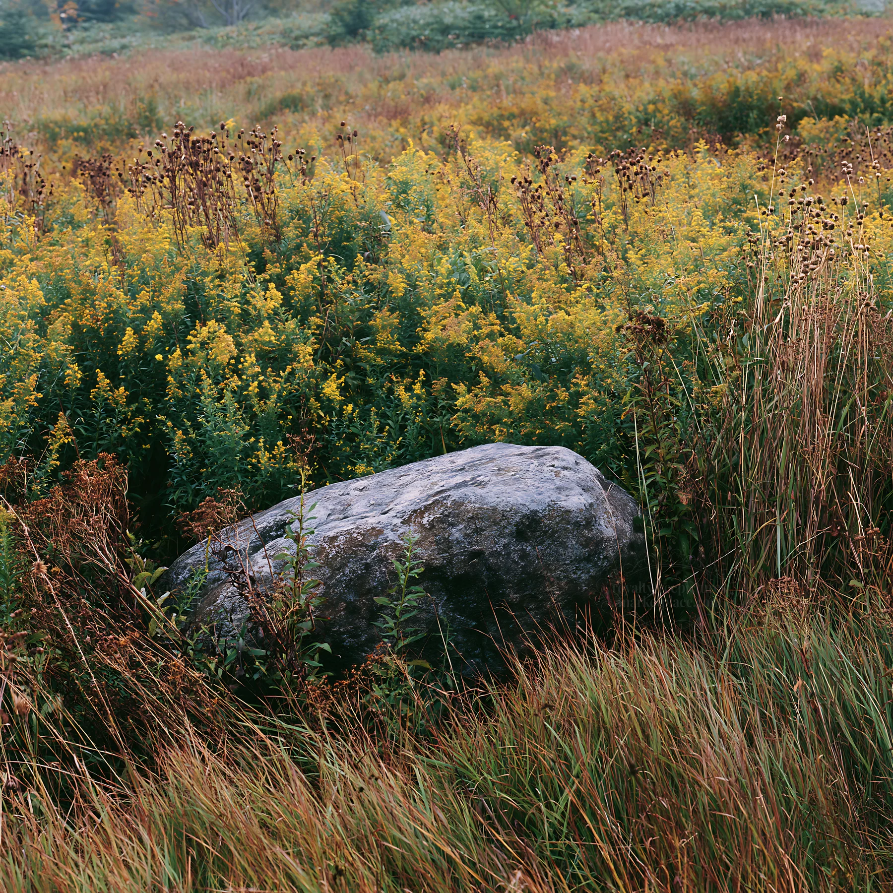 Aomori climate resilient meadow with boulder - AI-generated stock image
