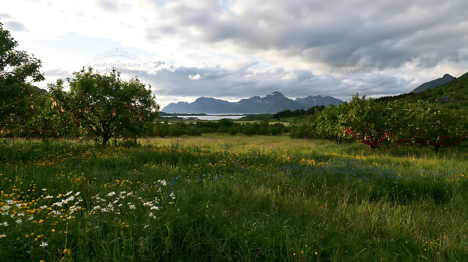 Christmas apple tree meadow in Lofoten with lanterns - AI-generated stock image