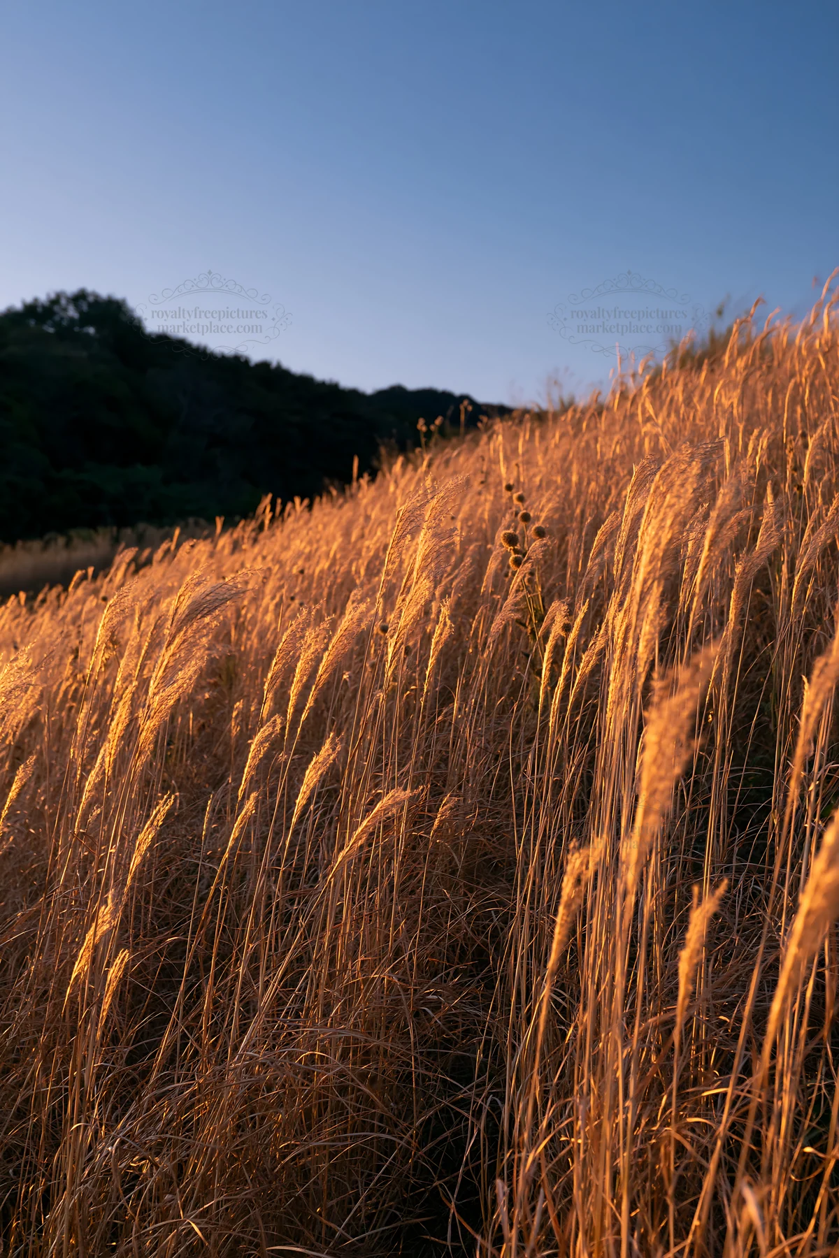 Ehime twilight meadow with dry seedheads at sunset - AI-generated stock image