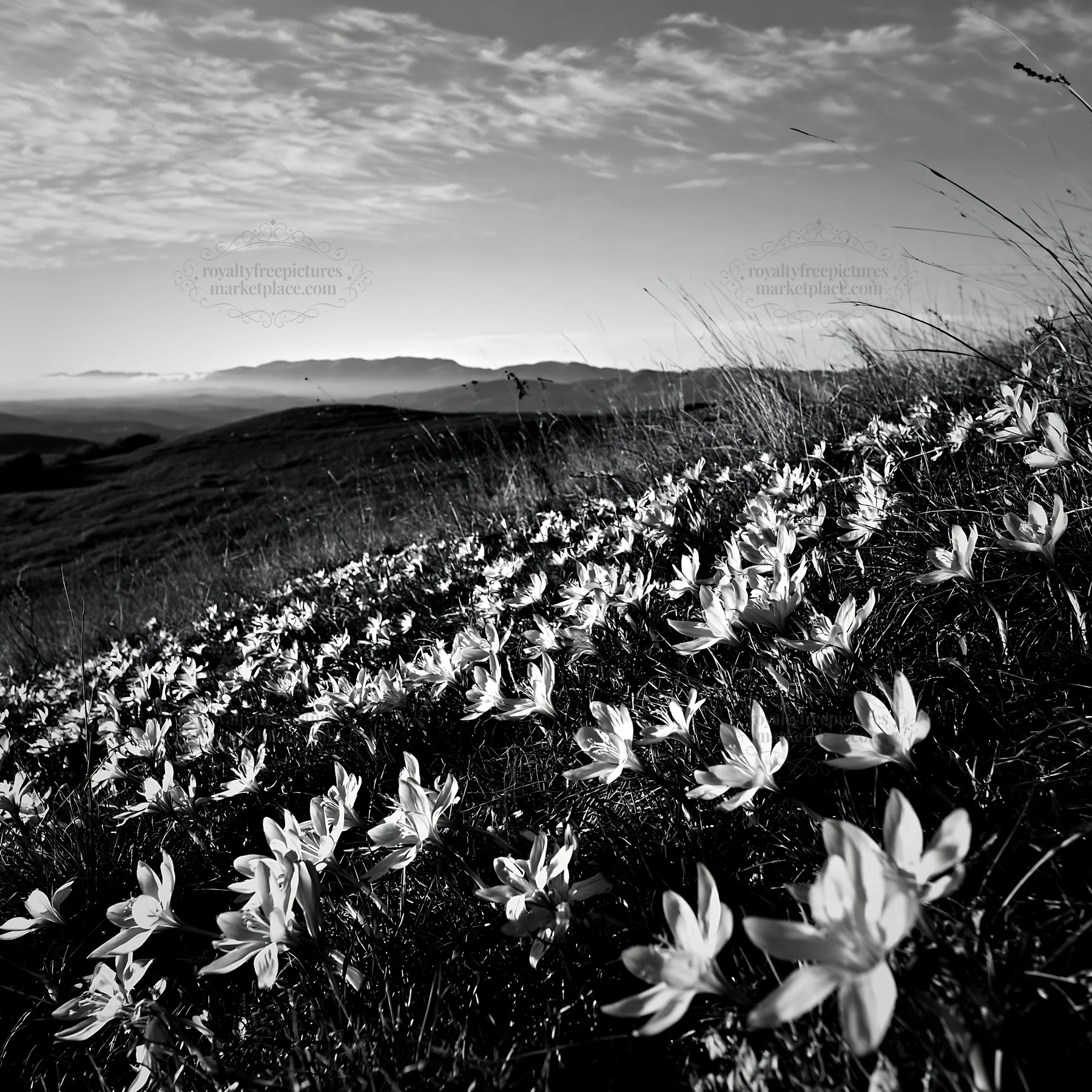 Meadow with crocuses under cloudy sky - AI-generated stock image