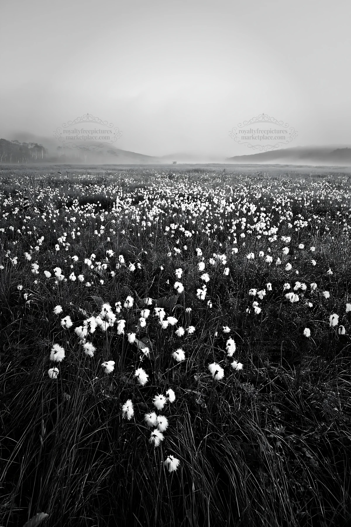 Black and white expansive Hokkaido restoration meadow with dewdrops - AI-generated stock image