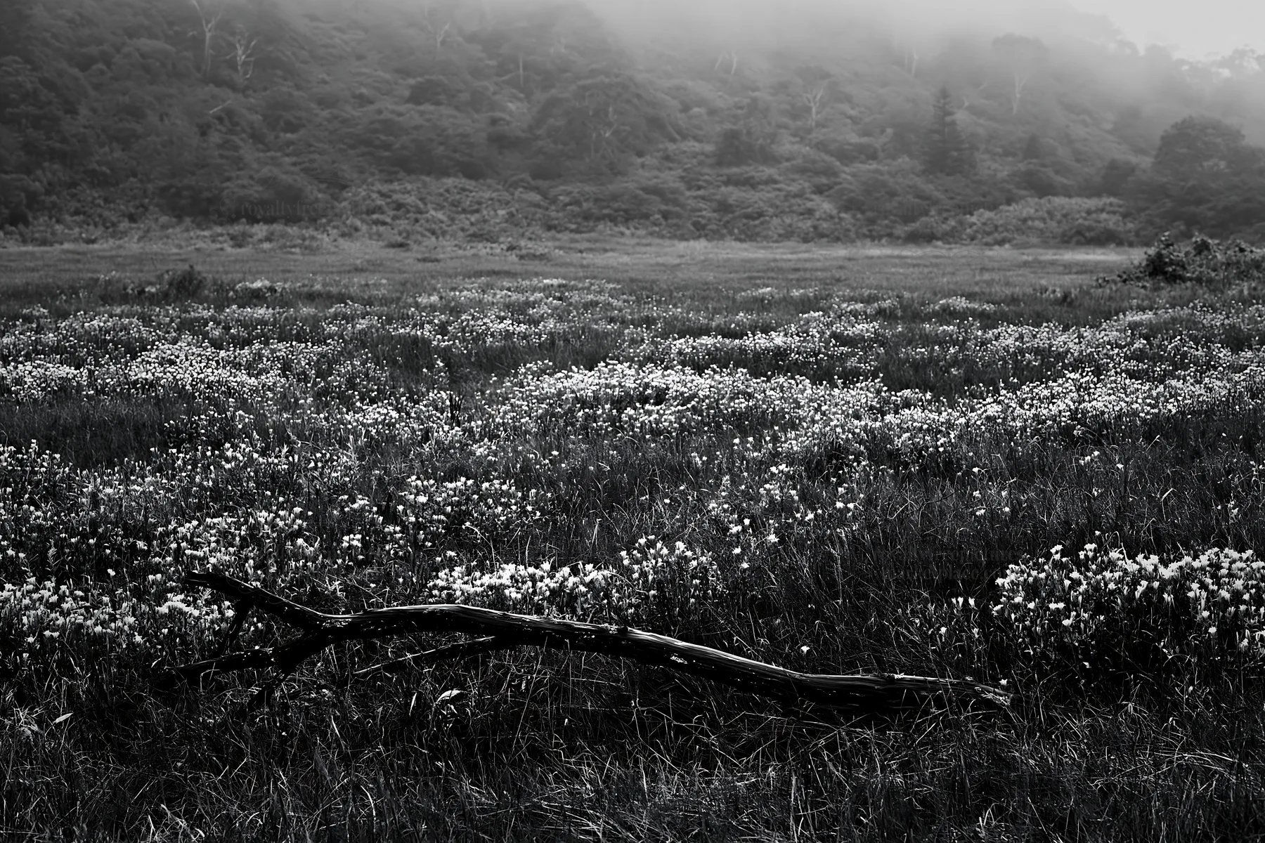 Black and white yamagata rewilded meadow fallen branch foreground - AI-generated stock image