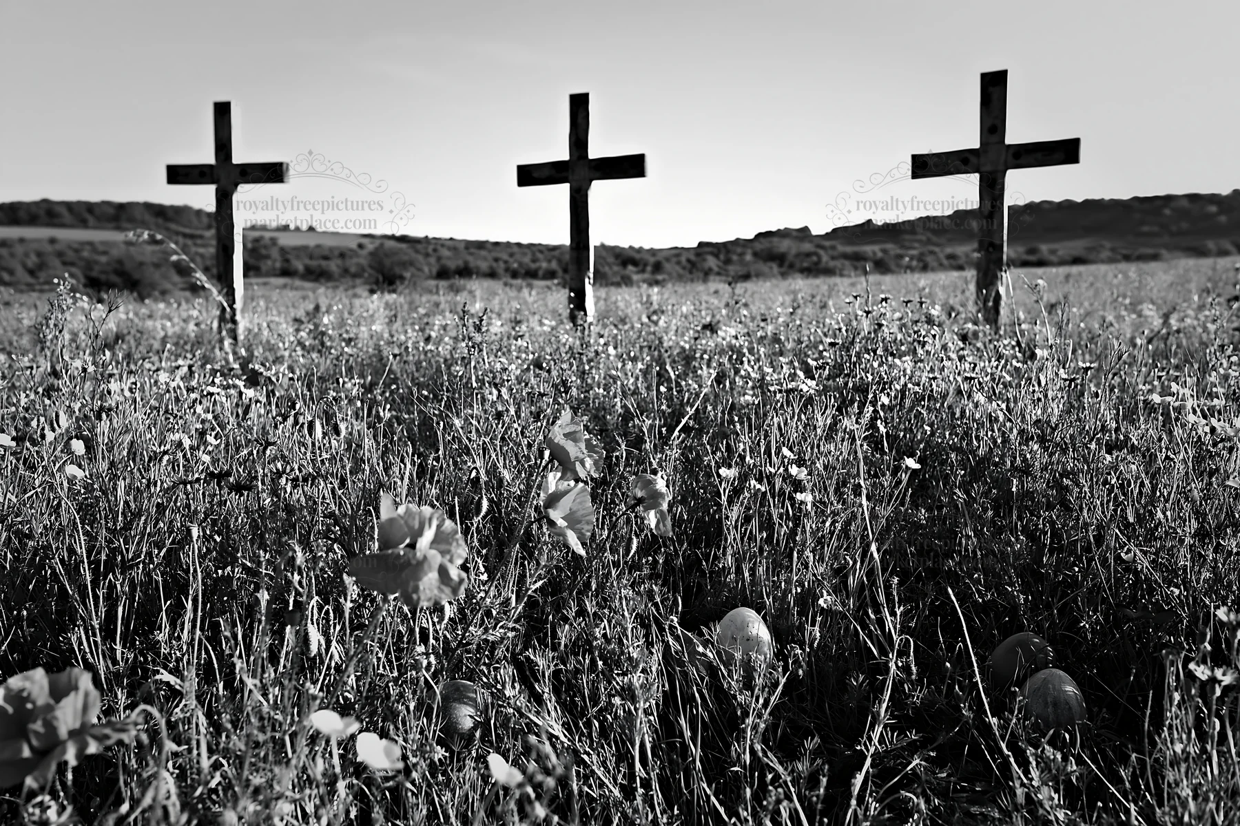 Christian crosses in conservation meadow during daytime - AI-generated stock image