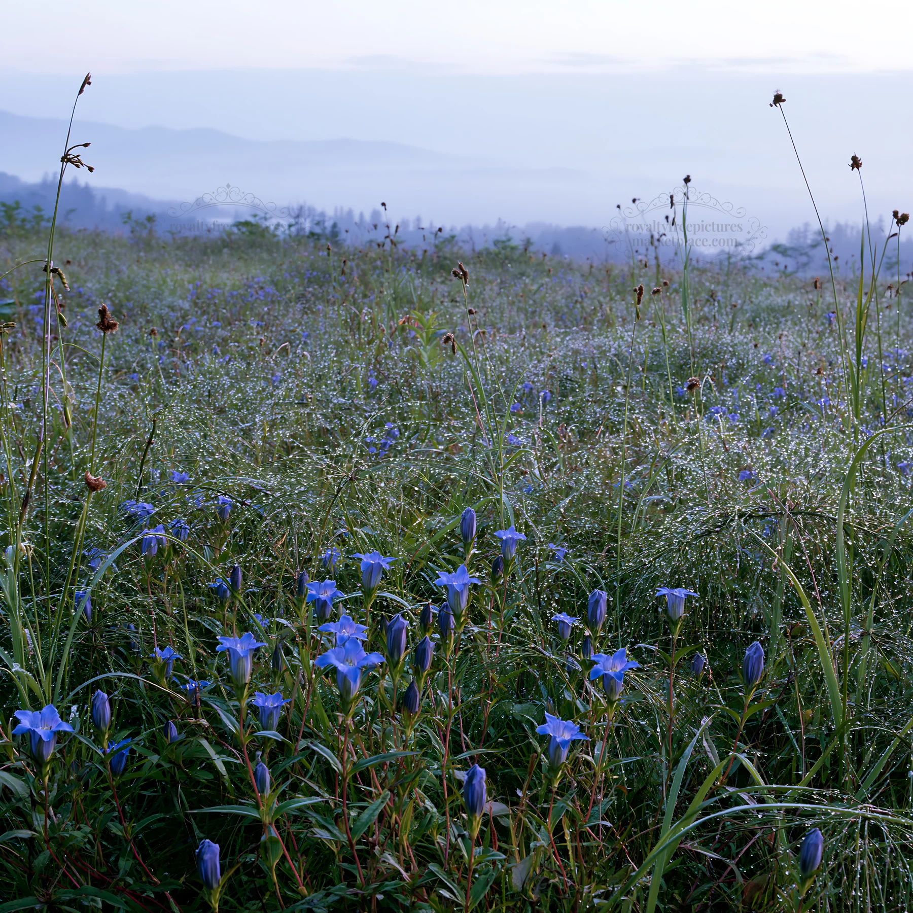 Expansive Hokkaido restoration meadow with dewdrops - AI-generated stock image