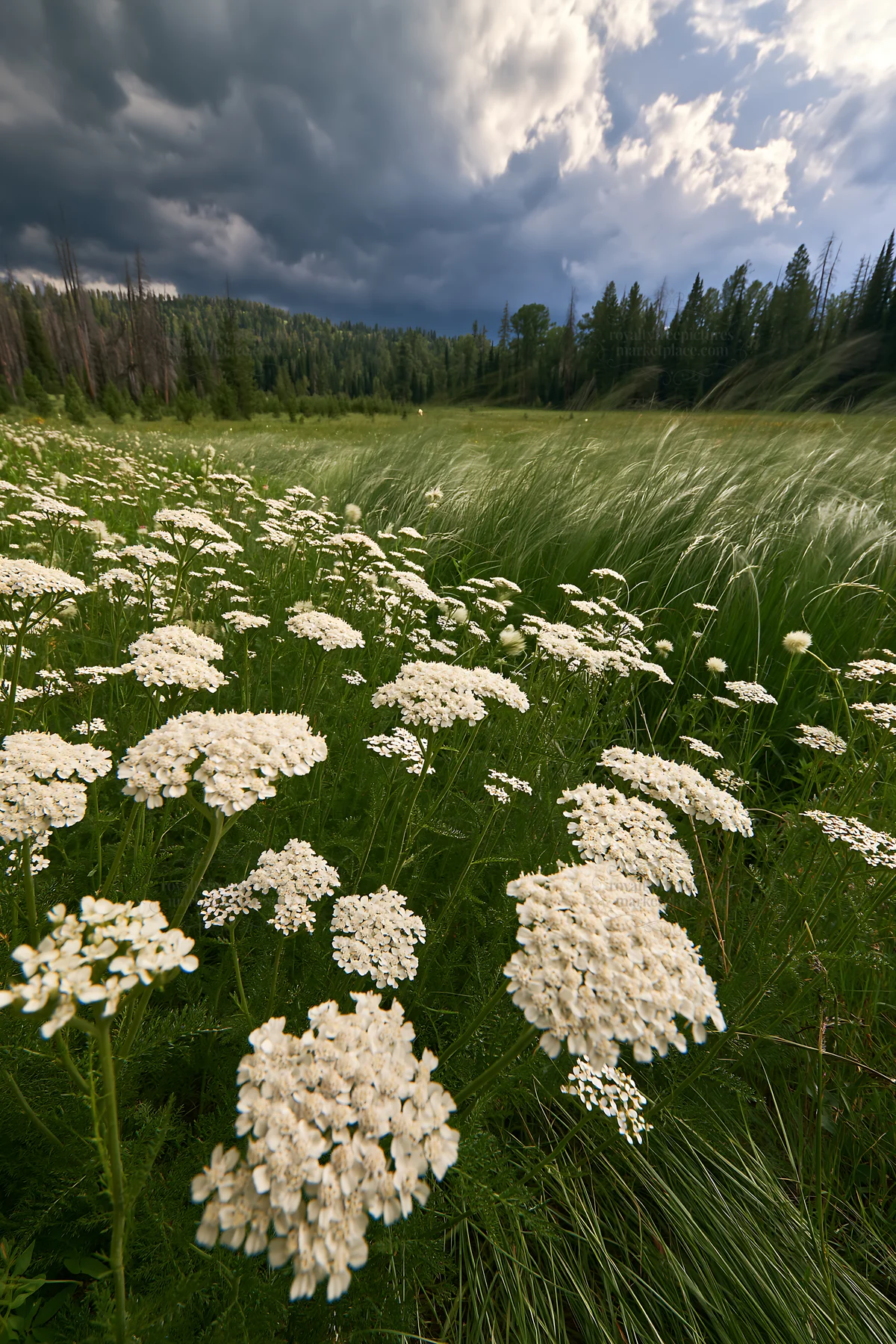 Yarrow meadow bloom under darkening skies in a lush landscape - AI-generated stock image