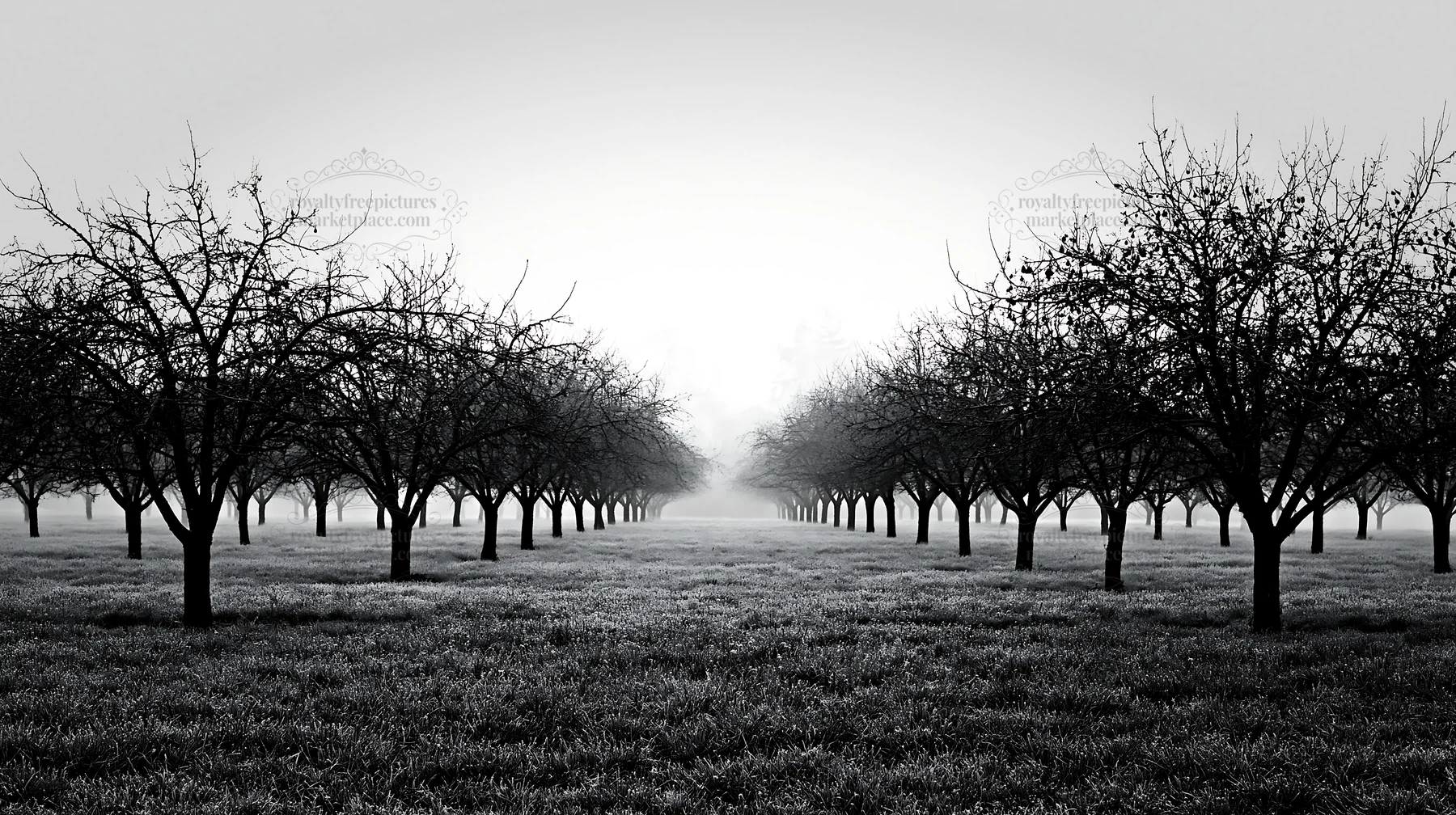 Moody orchard meadow with trees in misty atmosphere - AI-generated stock image