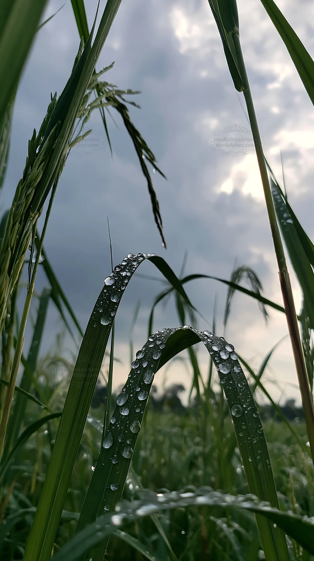 Rain drops on grass in Kochi monsoon meadow - AI-generated stock image