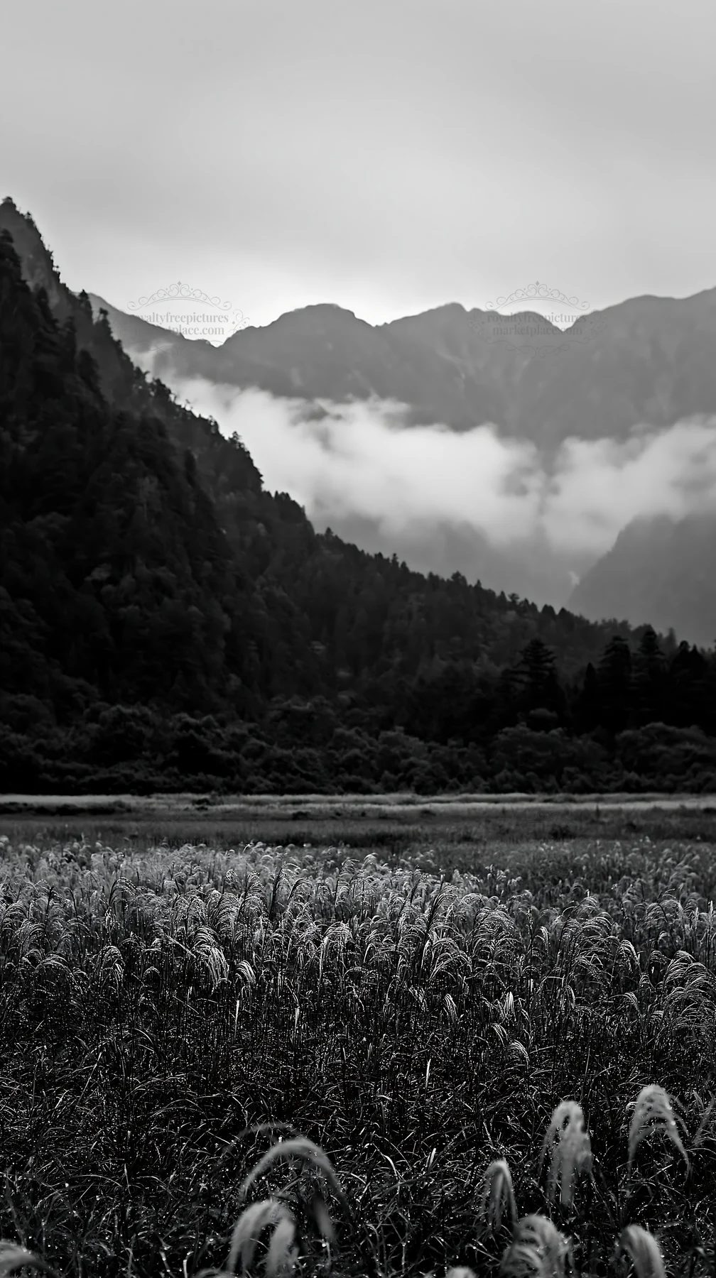Black and white biodiverse Nagano silver grass meadow dew at dawn - AI-generated stock image