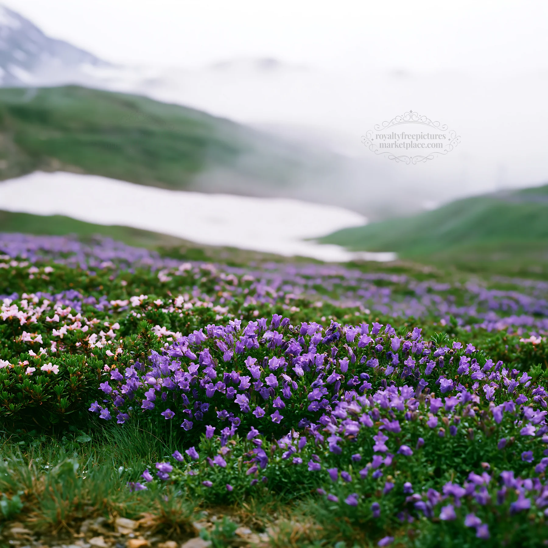 Snowline meadow filled with flowers and misty background - AI-generated stock image