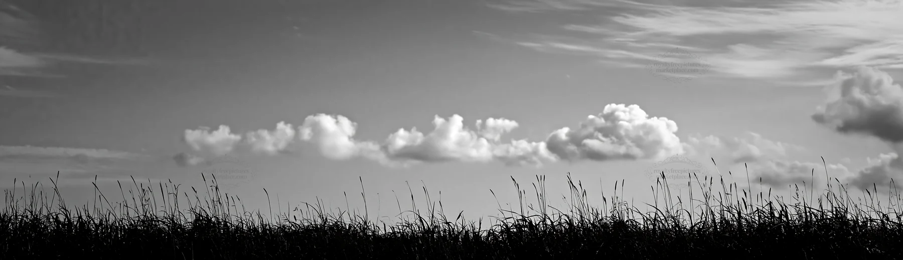 Black and white iwate rain refreshed meadow seedhead foreground with blue sky - AI-generated stock image