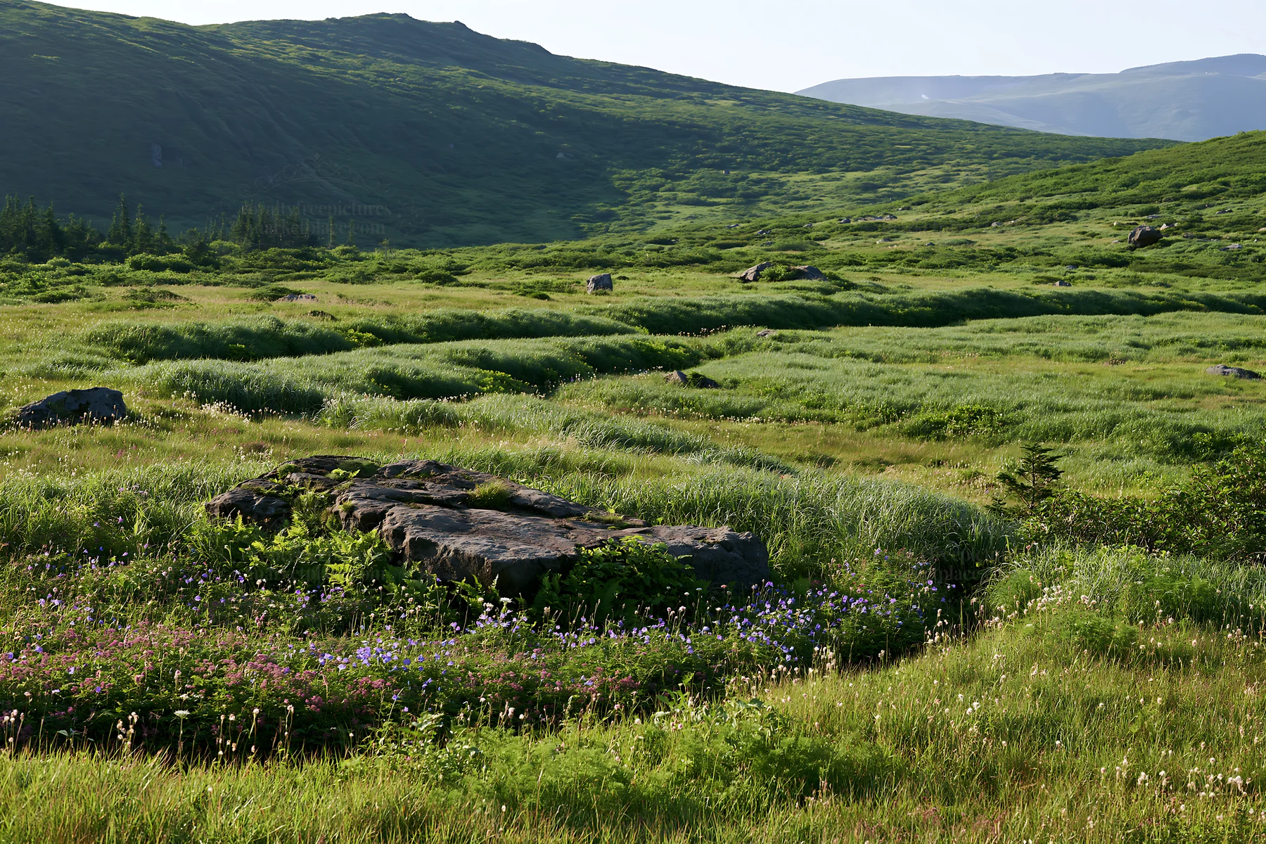 Aomori climate resilient meadow with boulder under blue sky - AI-generated stock image