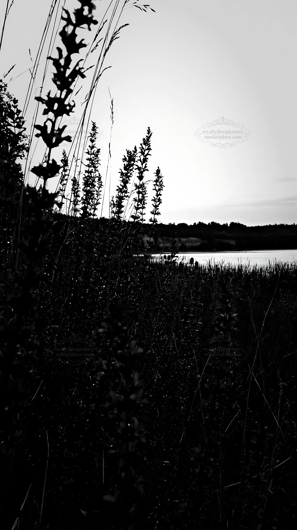 Lakeside meadow at dusk in Germany - AI-generated stock image
