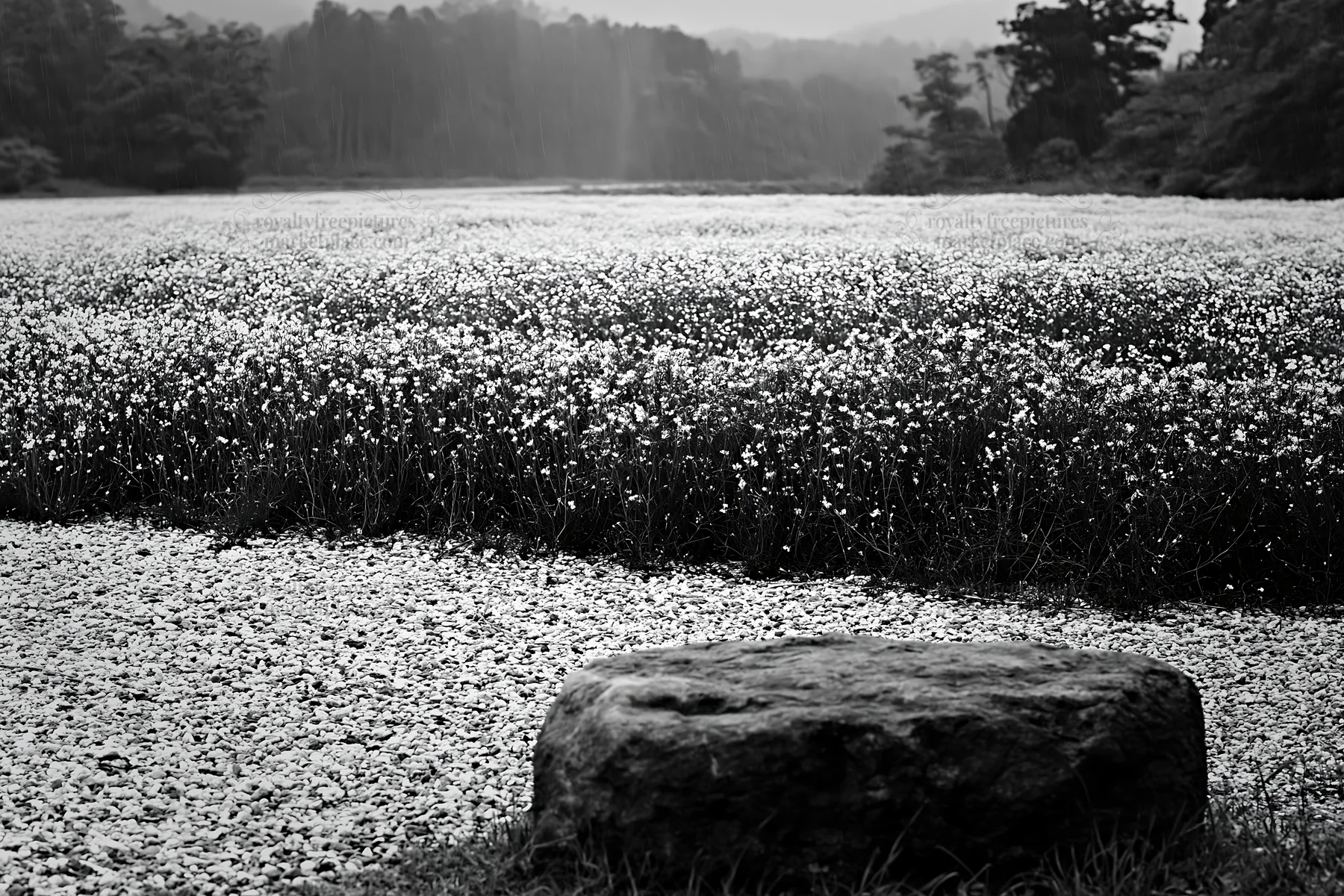 Black and white kyoto spring wildflower meadow stone foreground - AI-generated stock image