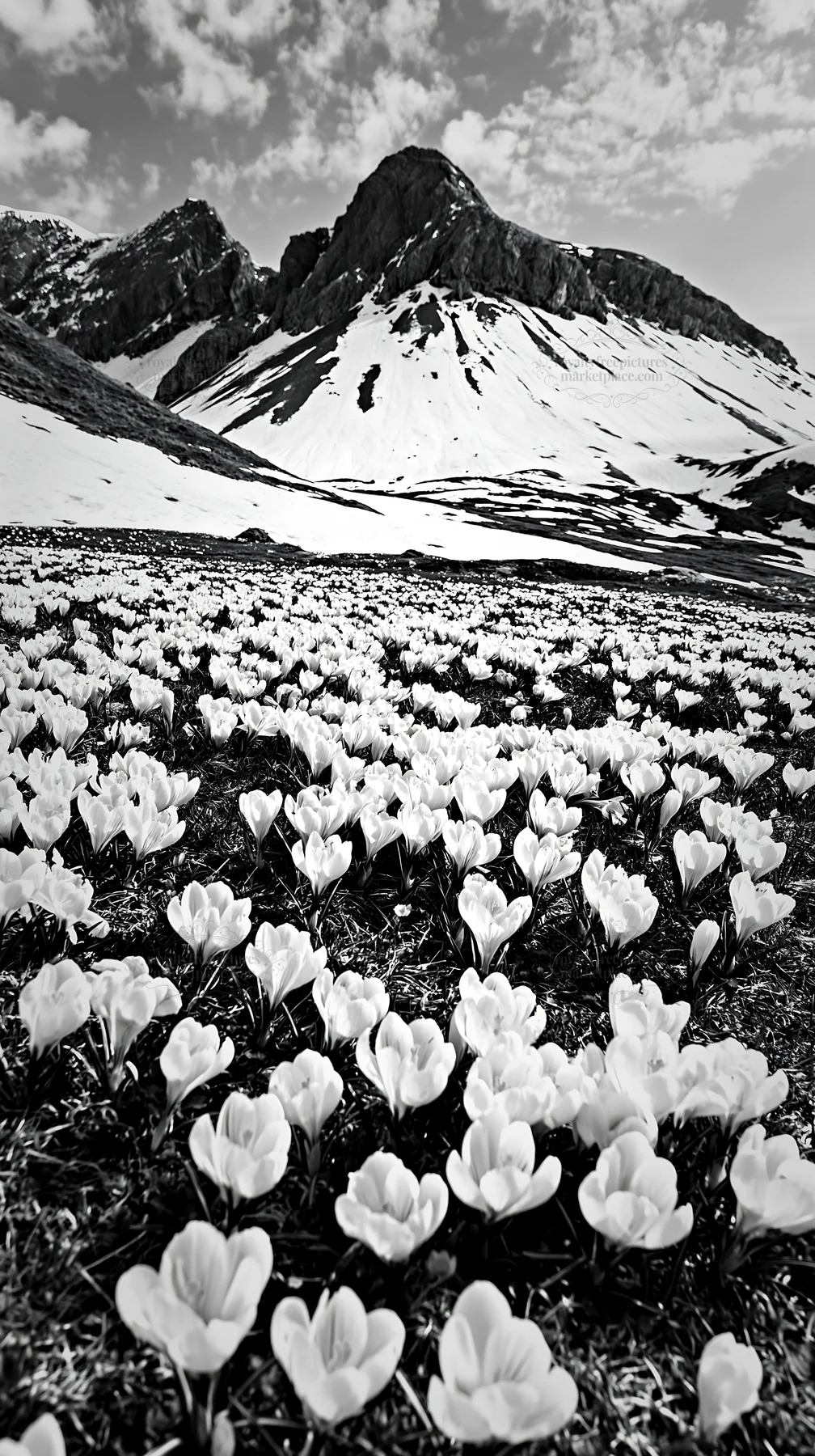 Meadow covered with white flowers and mountain backdrop - AI-generated stock image