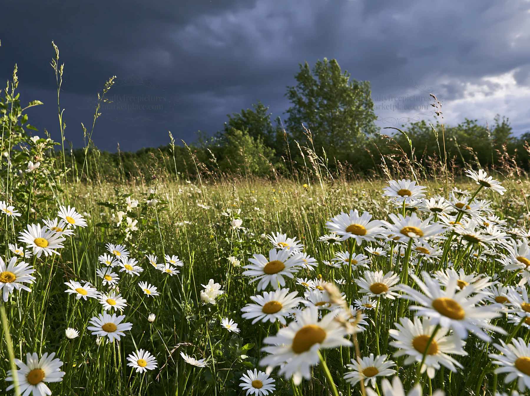 Daisy flowers blooming in apple meadow under dark clouds - AI-generated stock image