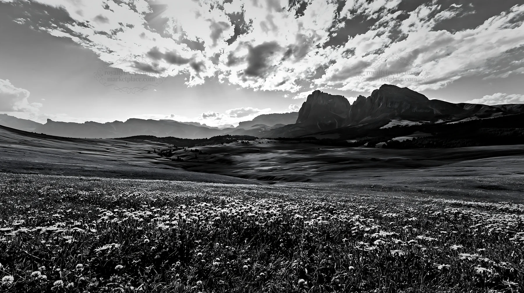 Sunbeams shine on Alpe di Siusi meadow with flowers and mountains - AI-generated stock image