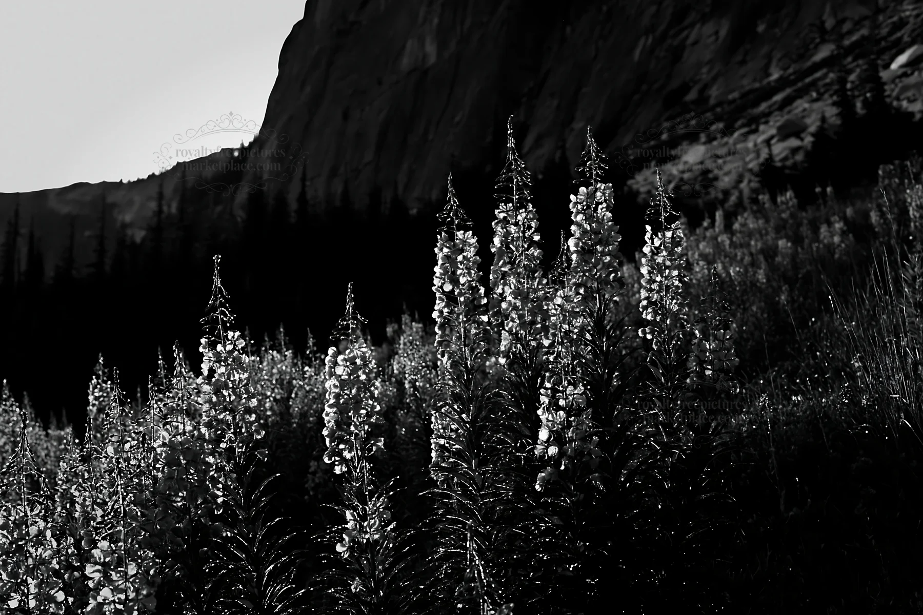 Fireweed meadow at sunset with mountain backdrop - AI-generated stock image