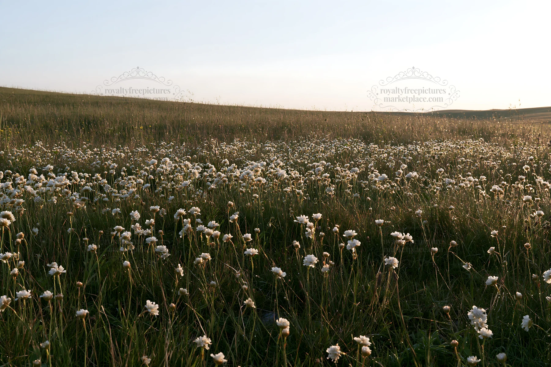 Sunny limestone meadow filled with flowering plants - AI-generated stock image