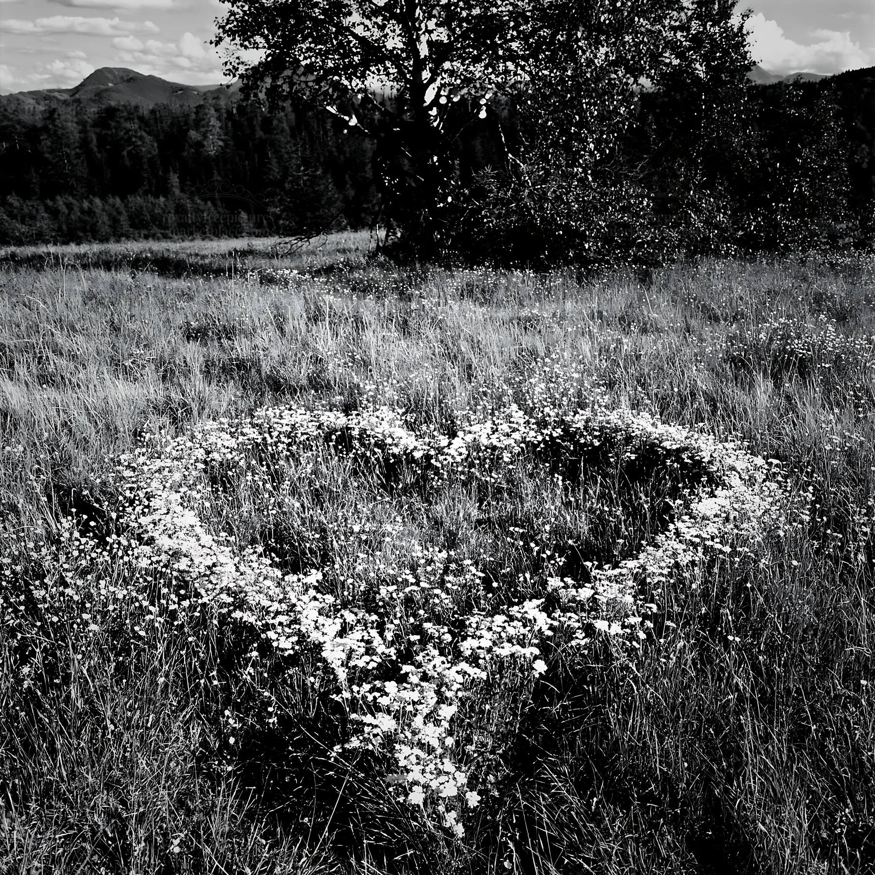 Heart-shaped flower arrangement in Tatra Mountains meadow - AI-generated stock image