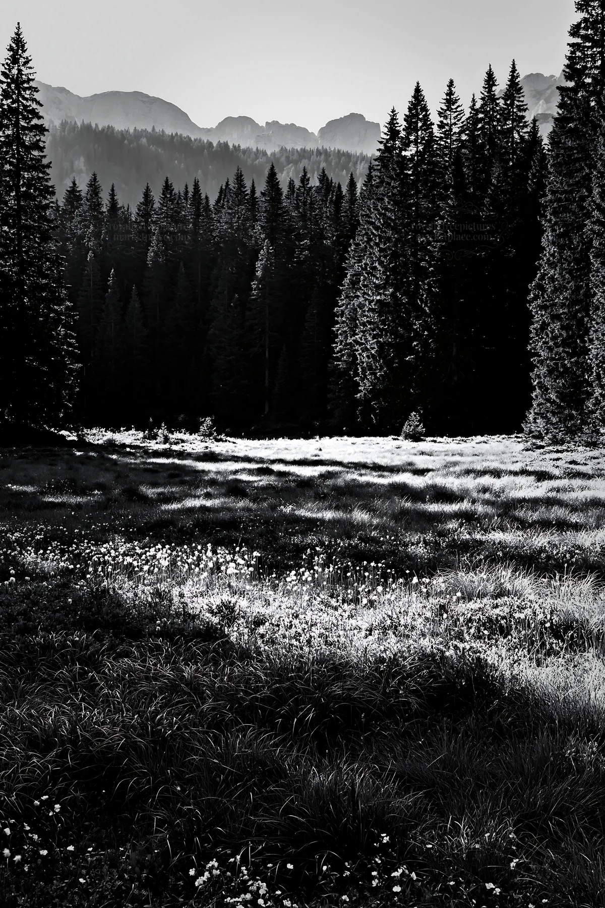 Biodiverse meadow surrounded by trees and mountains - AI-generated stock image