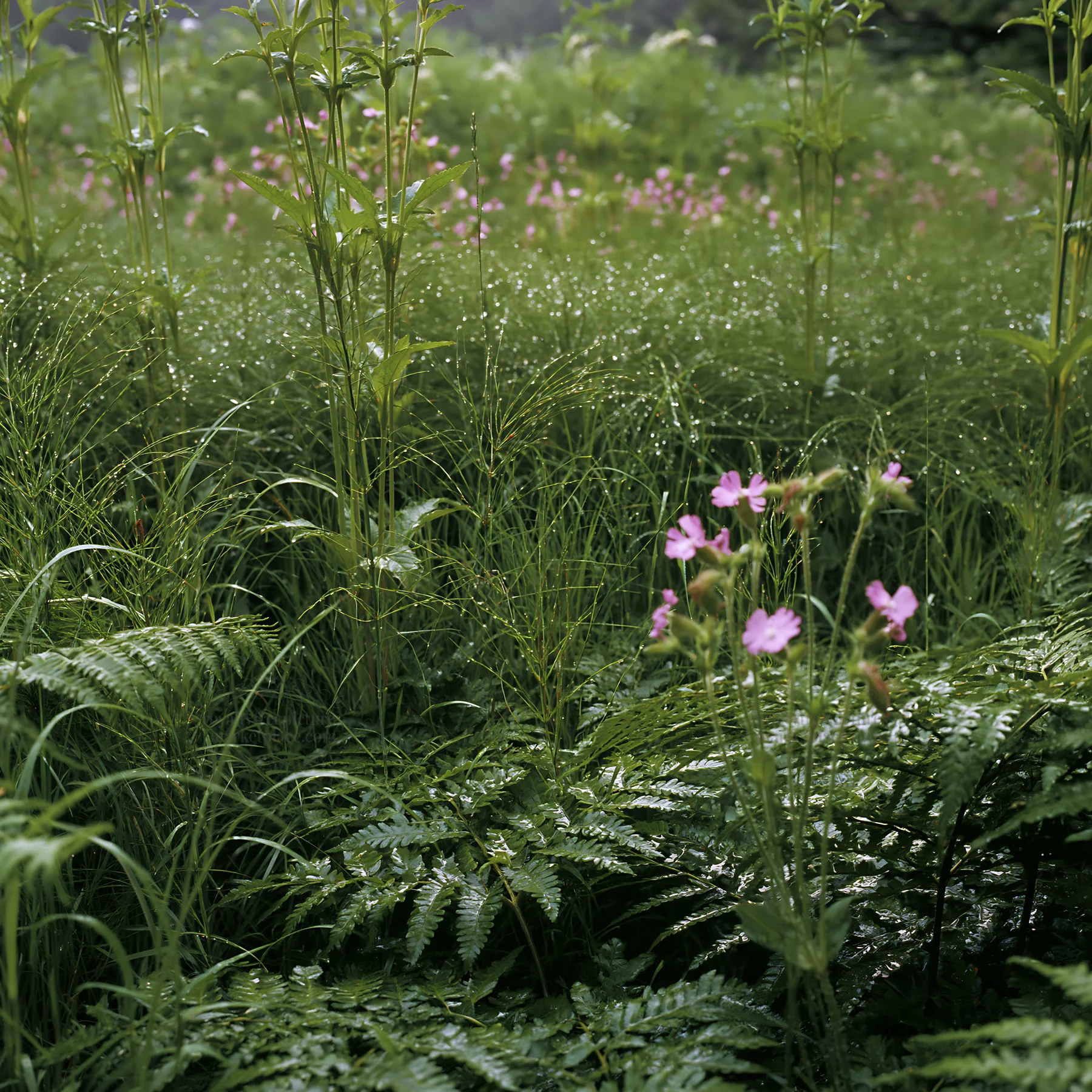 Nara summer meadow with fern foreground and pink flowers - AI-generated stock image