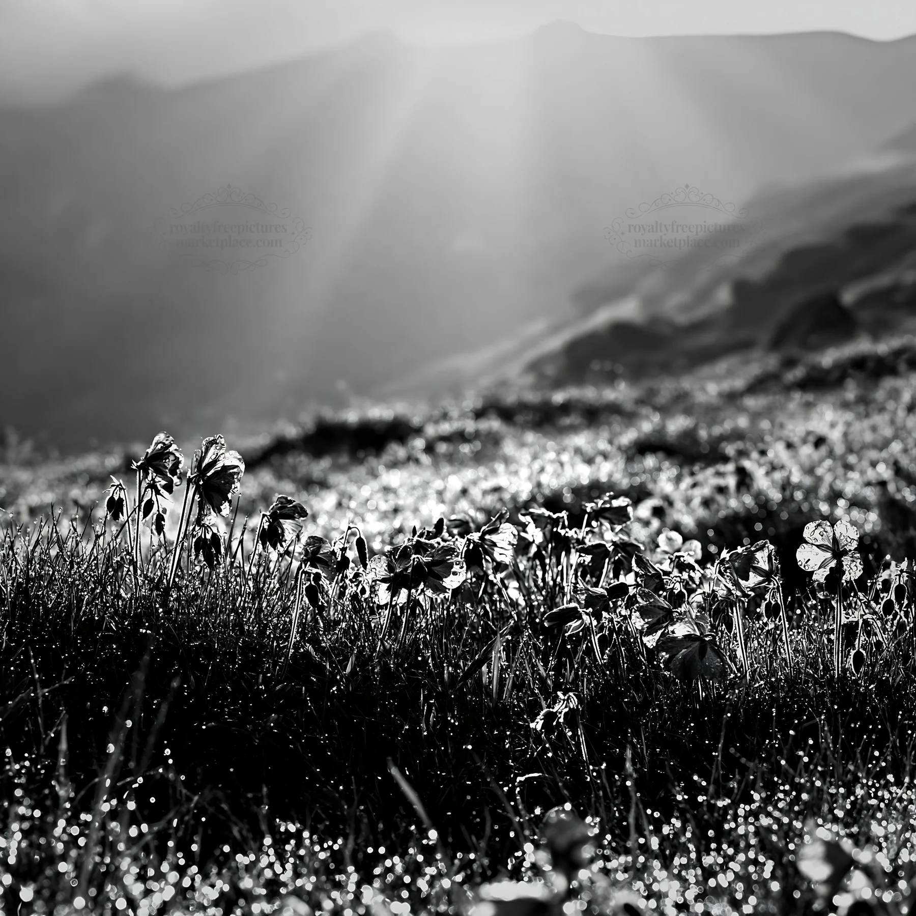 Bucegi Mountains meadow with light rays and dew drops - AI-generated stock image