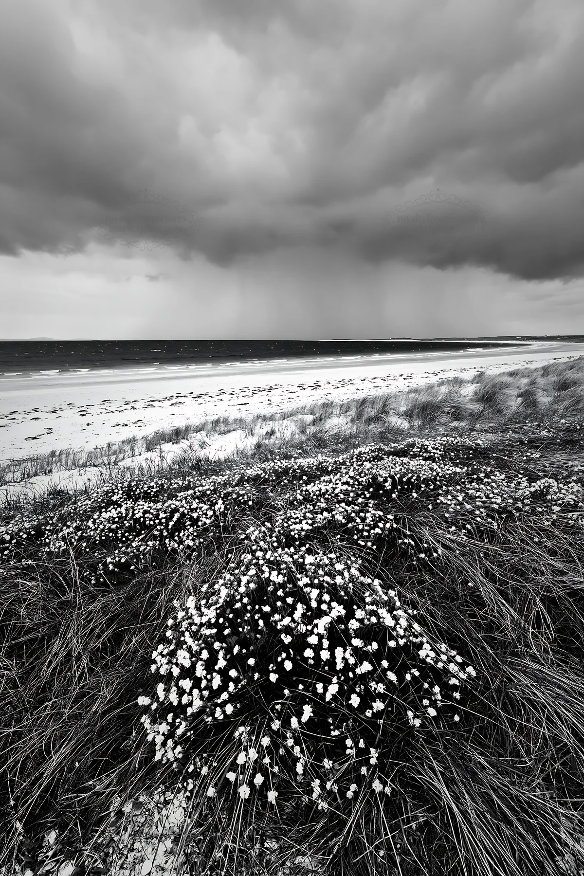 Black and white climate-resilient meadow with flowers near the coast - AI-generated stock image