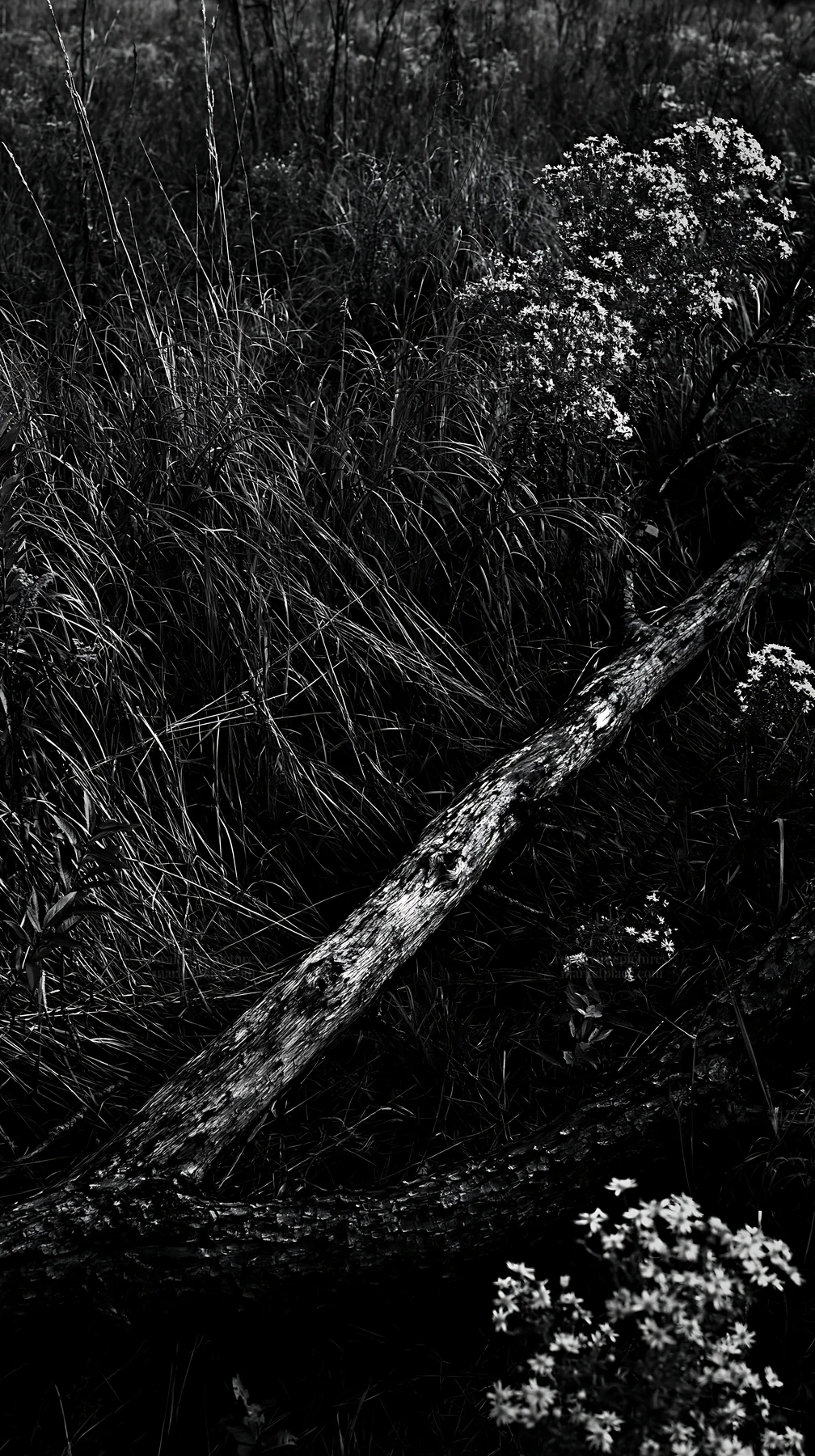 Black and white yamagata rewilded meadow fallen branch in foreground - AI-generated stock image