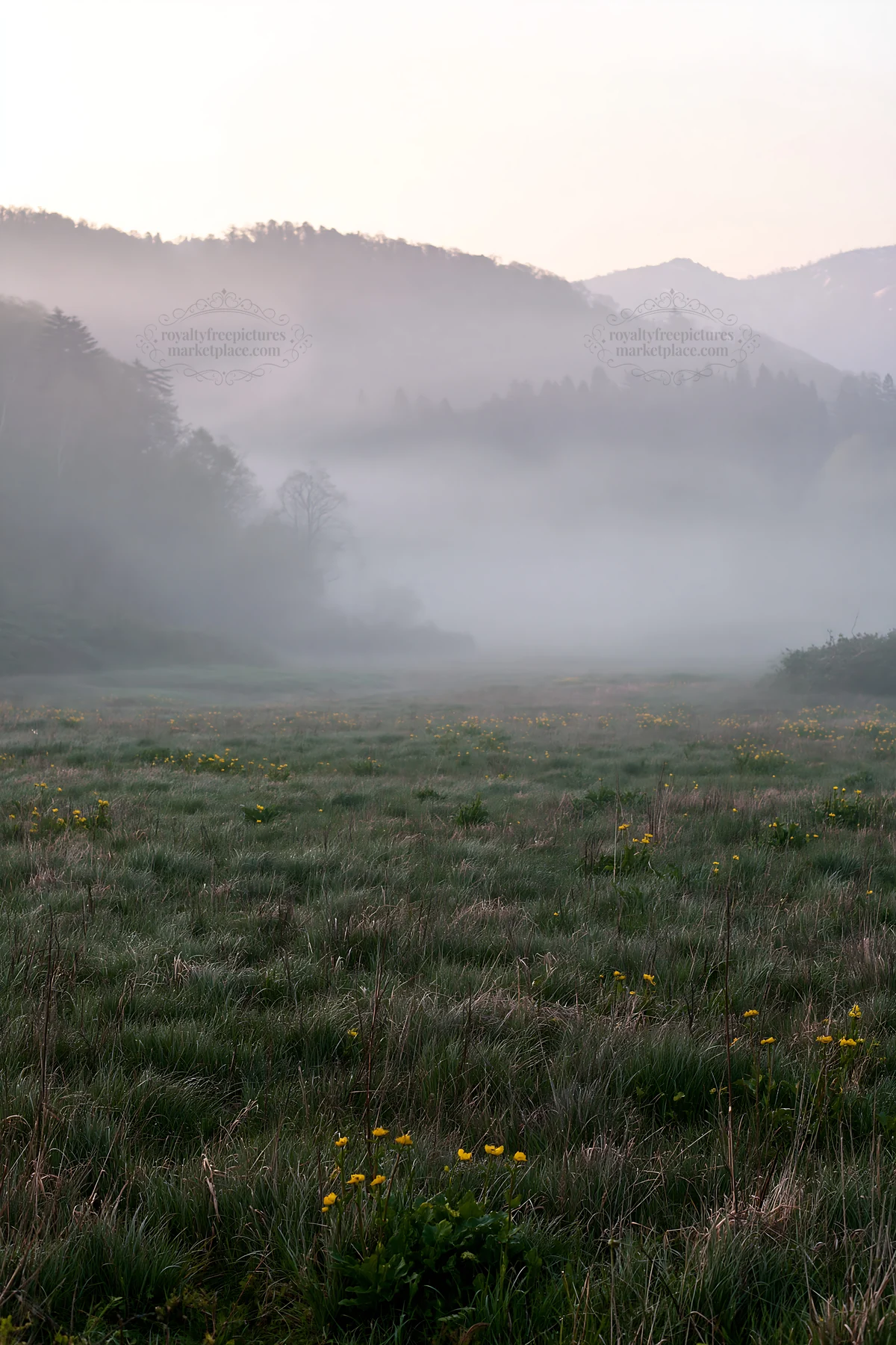 Akita snowmelt meadow with silver grasses in morning mist - AI-generated stock image