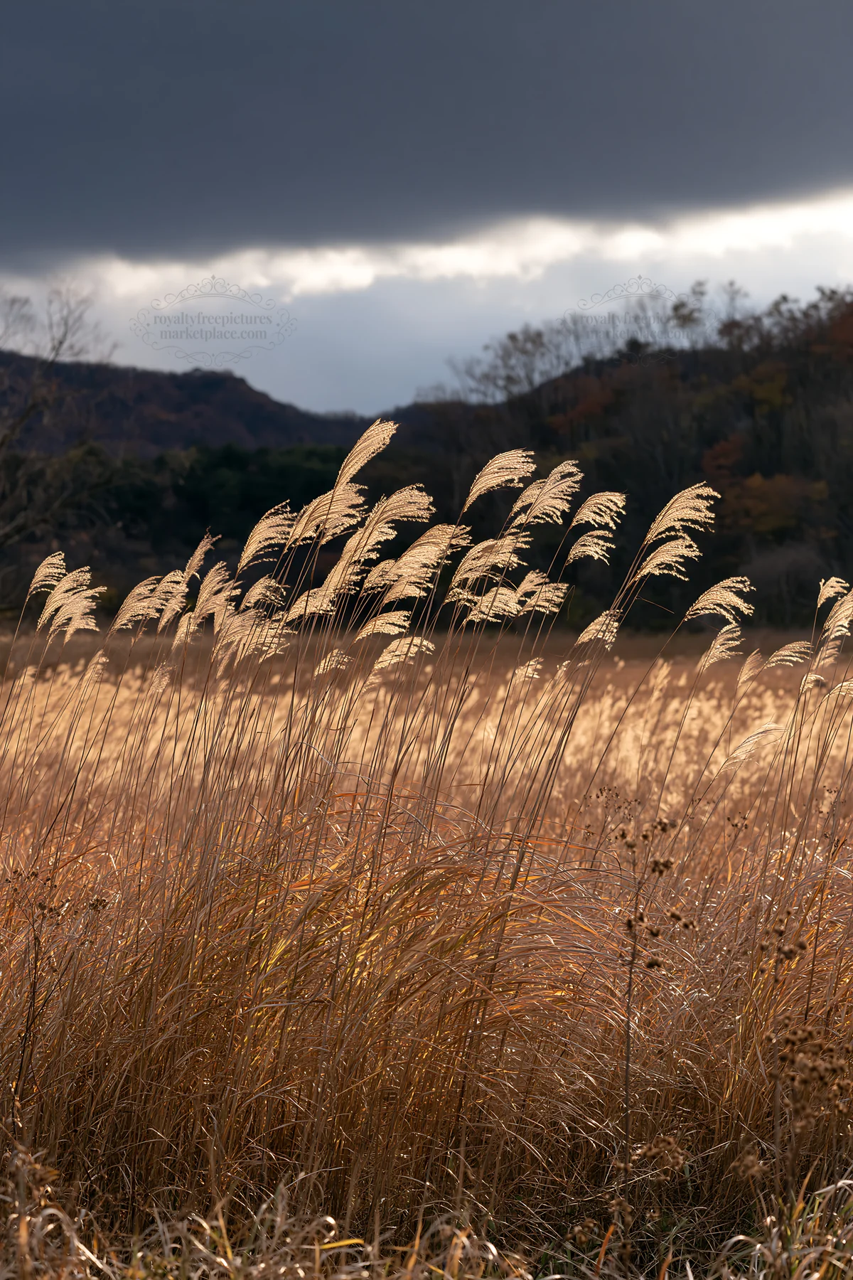 Okayama golden meadow with seedhead foreground - AI-generated stock image