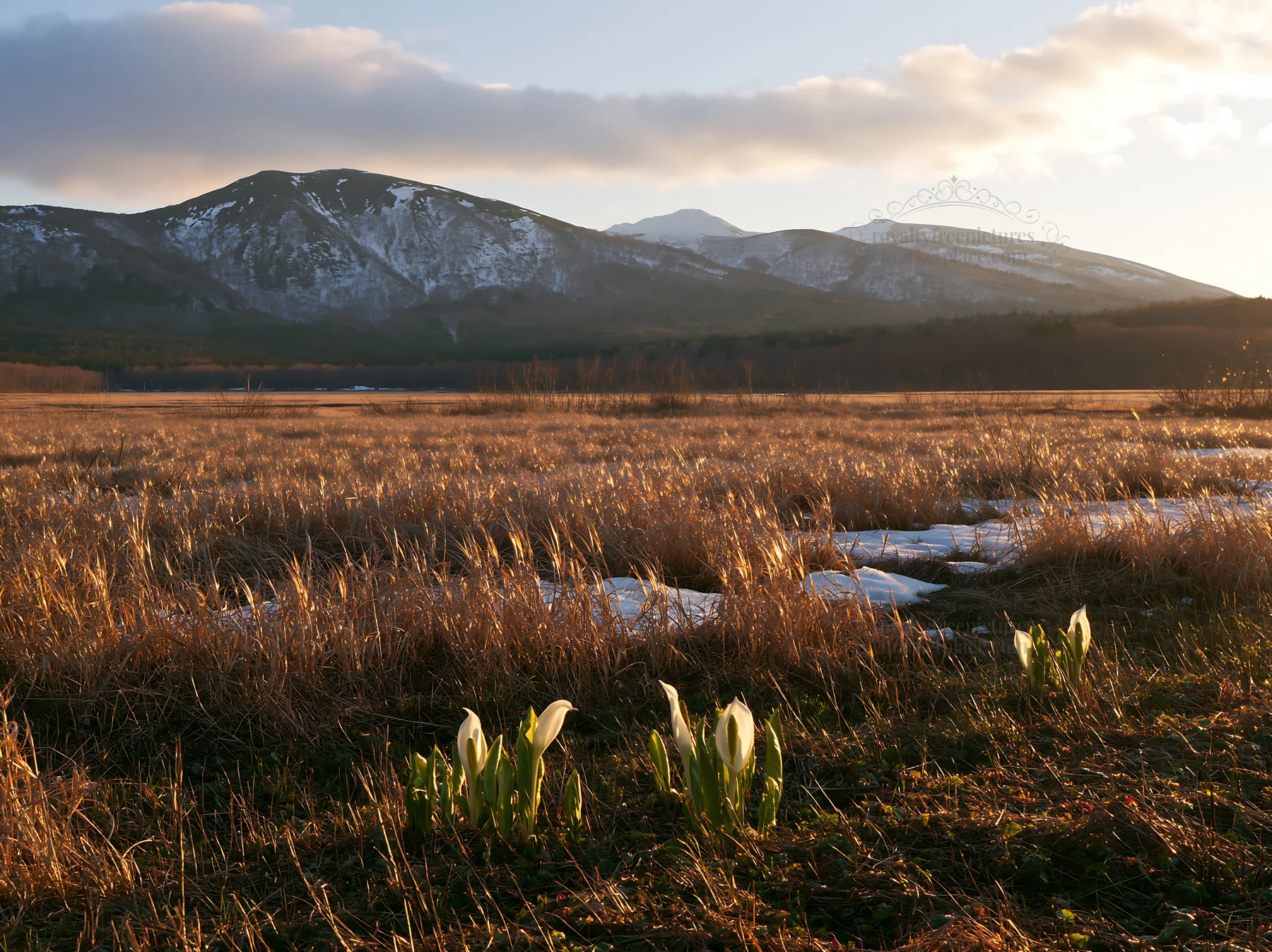 Akita snowmelt meadow with silver grasses and distant mountains - AI-generated stock image