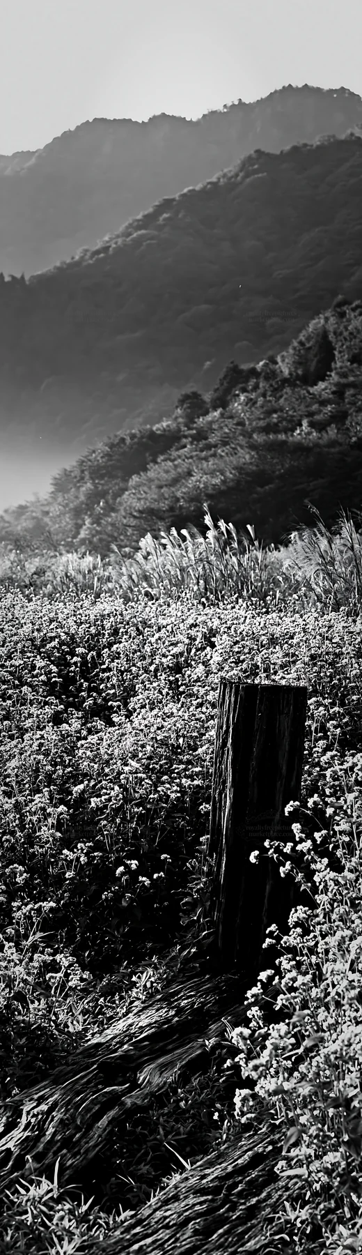 Black and white wakayama autumn meadow weathered wood foreground - AI-generated stock image