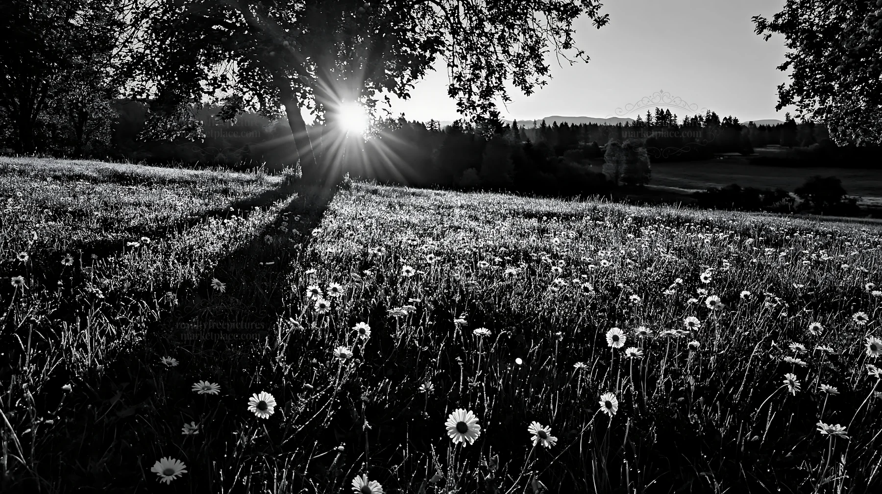 Daisy flowers under tree in meadow at dawn - AI-generated stock image