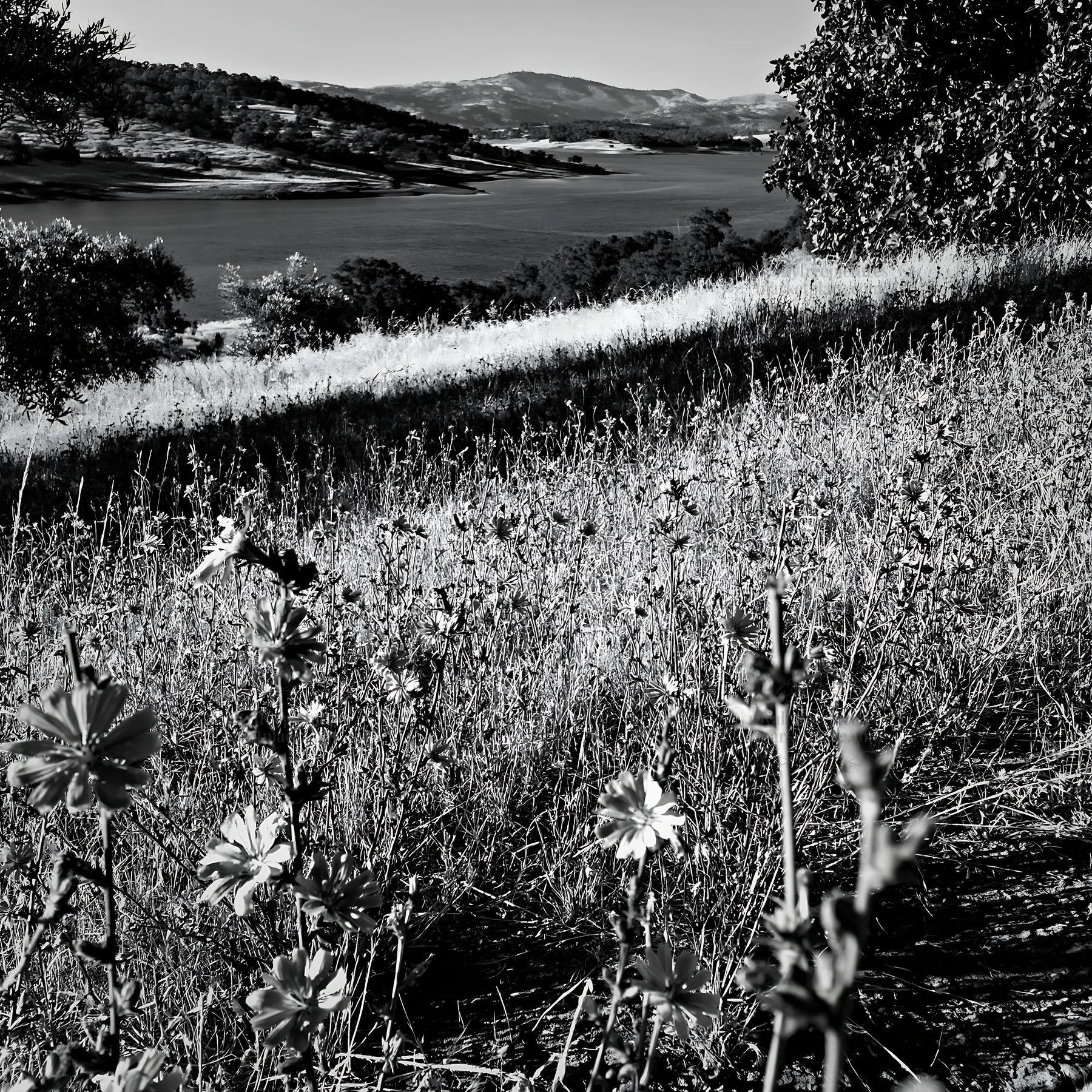 Lakeside orchard meadow with wildflowers and water view - AI-generated stock image