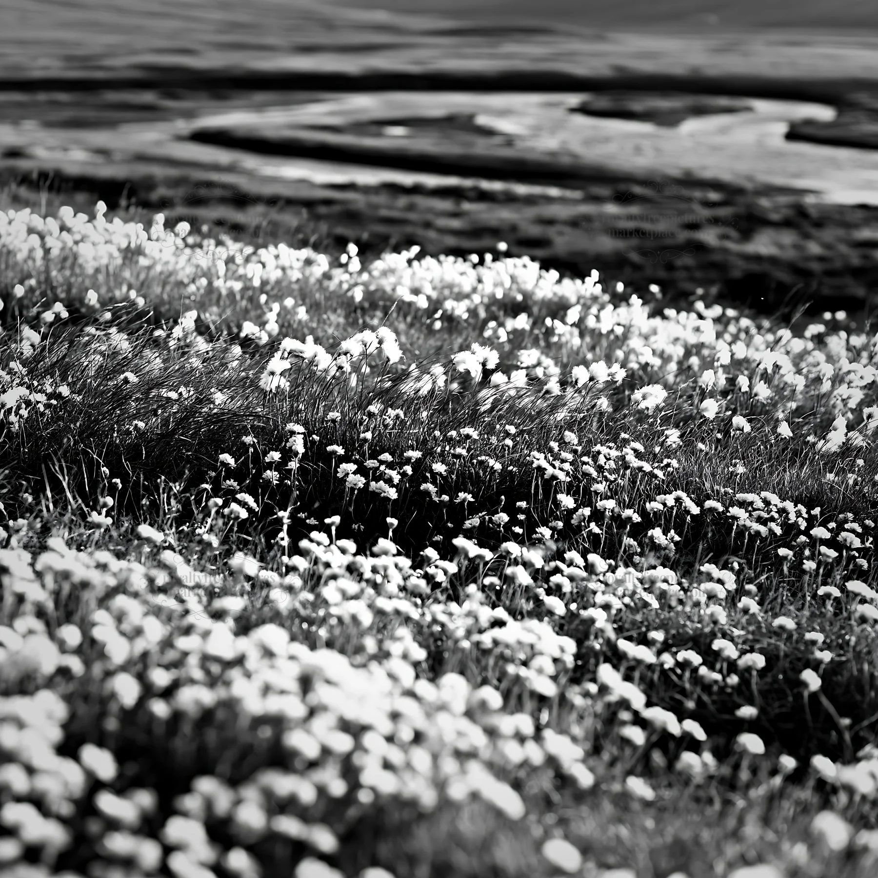 Meadow filled with white flowers in black and white view - AI-generated stock image