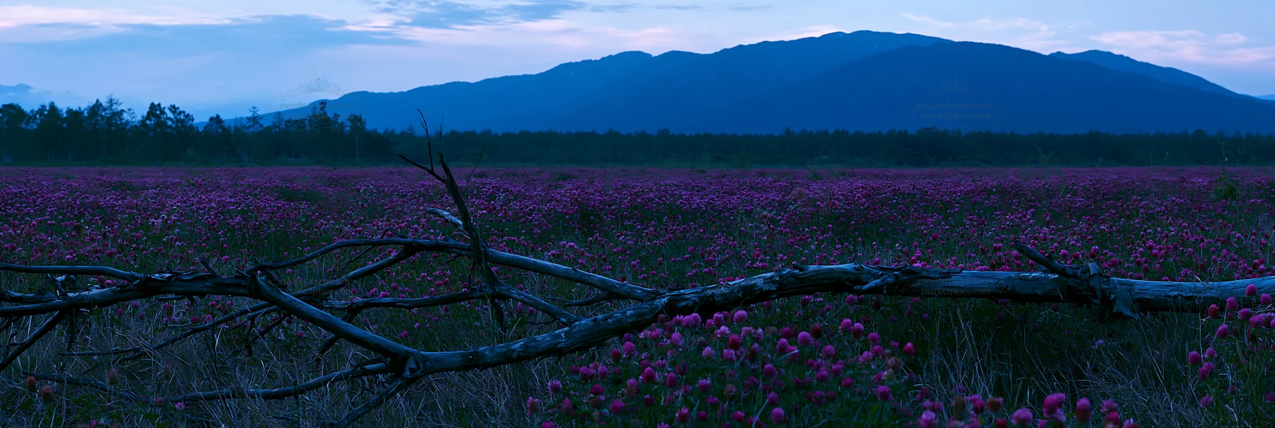 Yamagata rewilded meadow with fallen branch at dusk - AI-generated stock image
