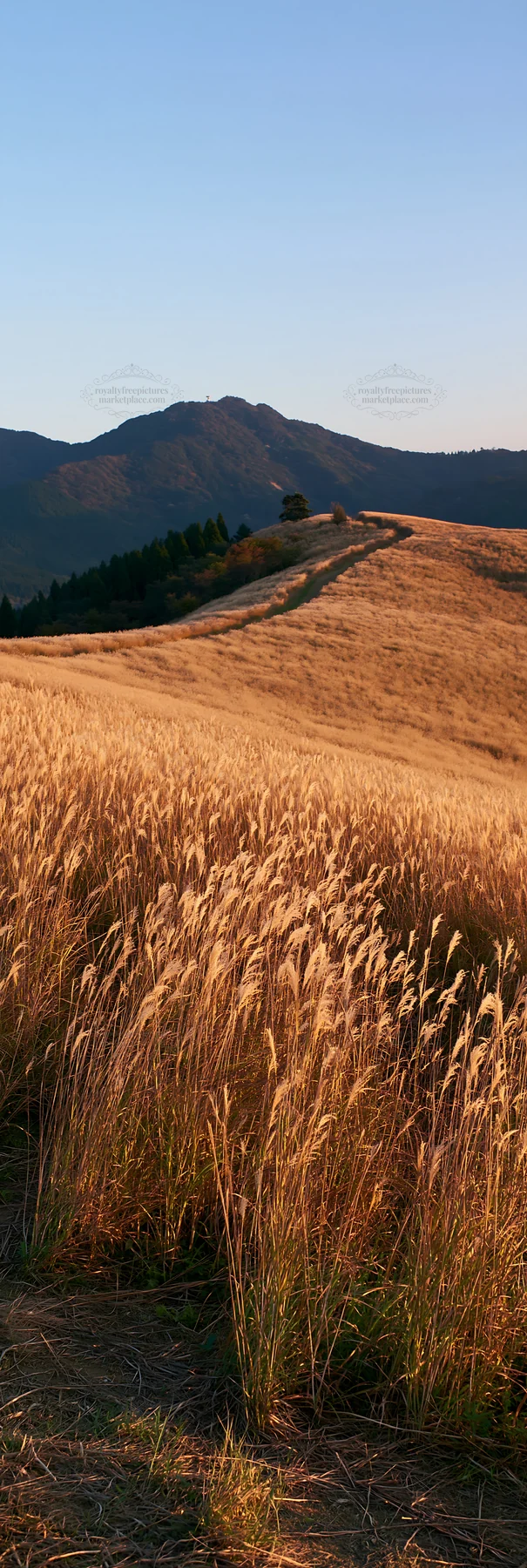 Okayama golden meadow with seedhead foreground - AI-generated stock image