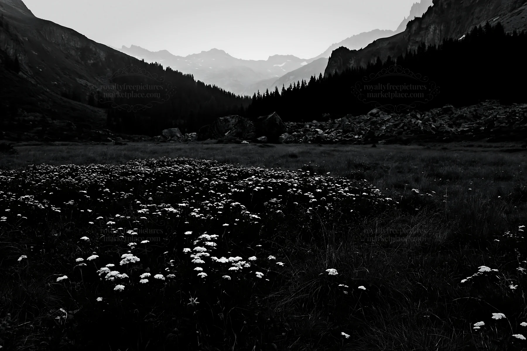 Twilight meadow with yarrow flowers in black and white - AI-generated stock image