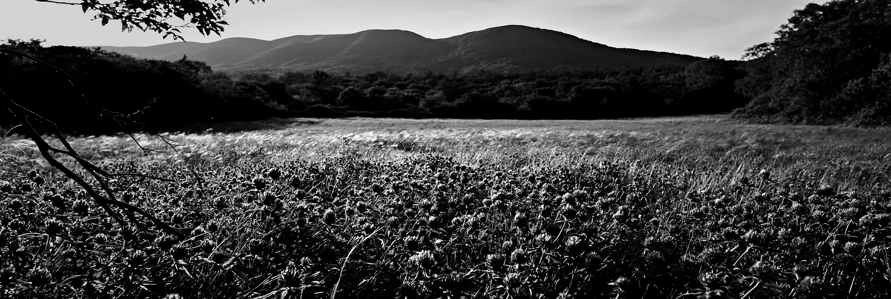 Black and white yamagata rewilded meadow fallen branch foreground with flowers - AI-generated stock image