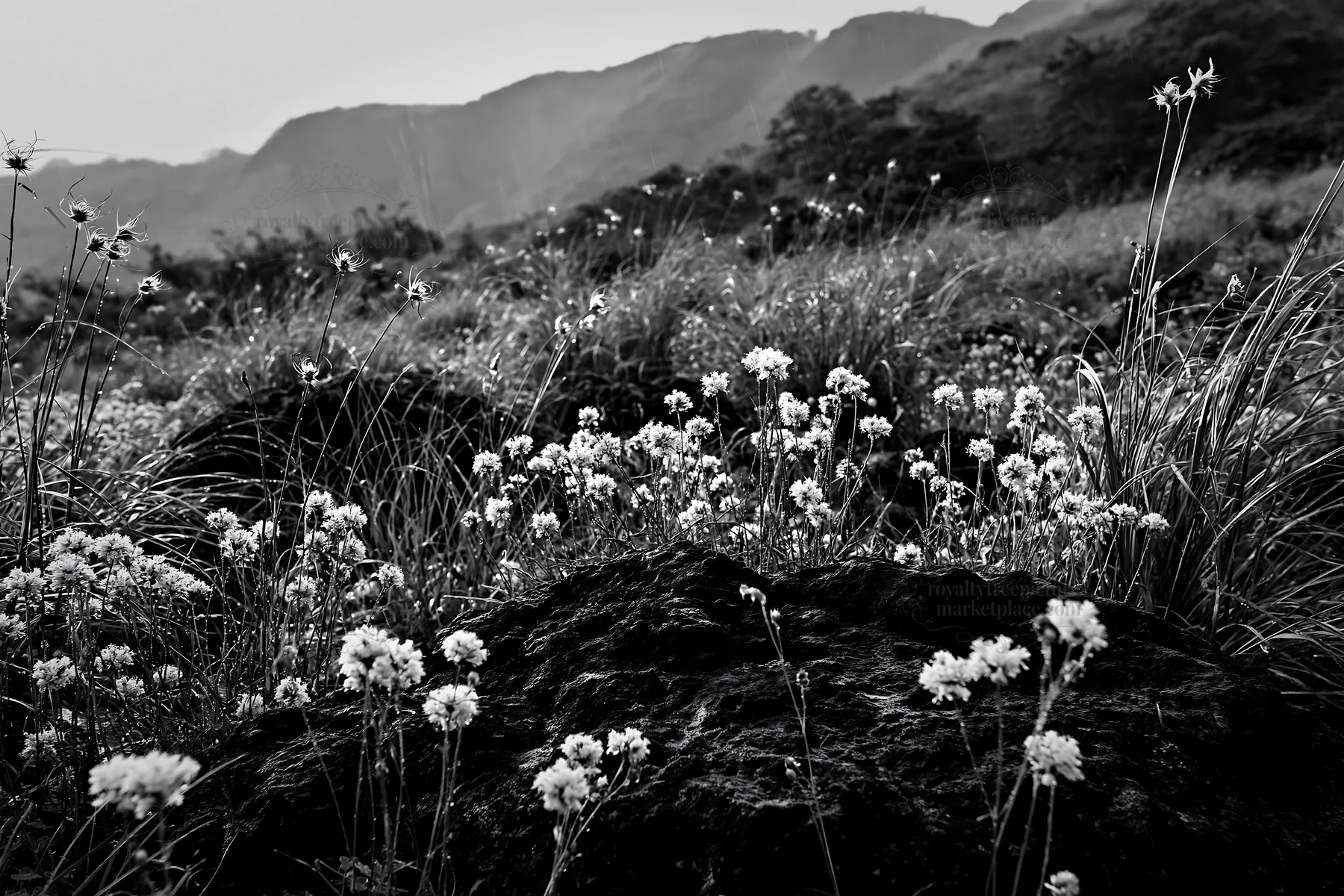 Kumamoto volcanic meadow with dark rocks and wildflowers - AI-generated stock image