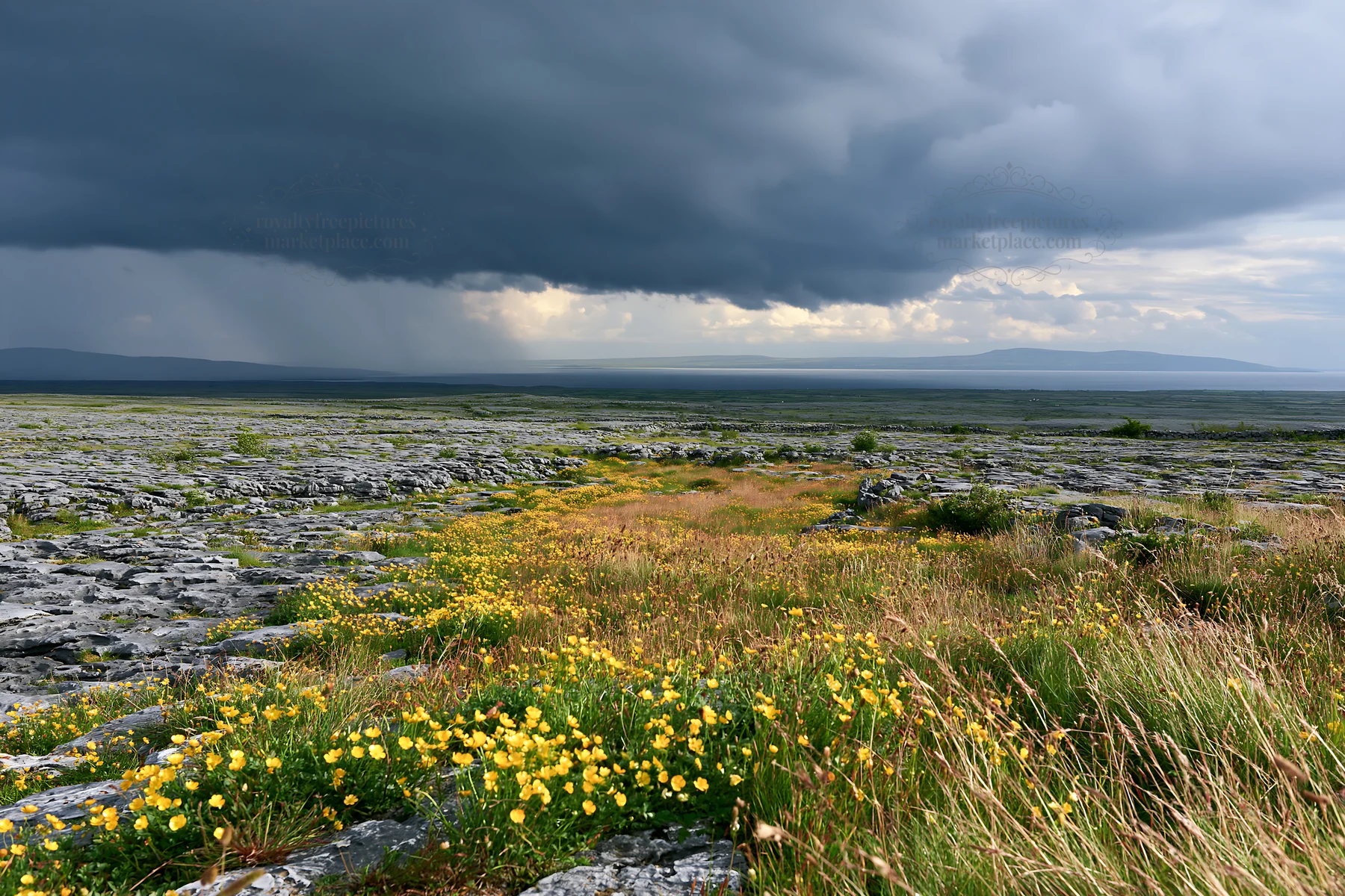 Colorful buttercup meadow under a stormy sky - AI-generated stock image