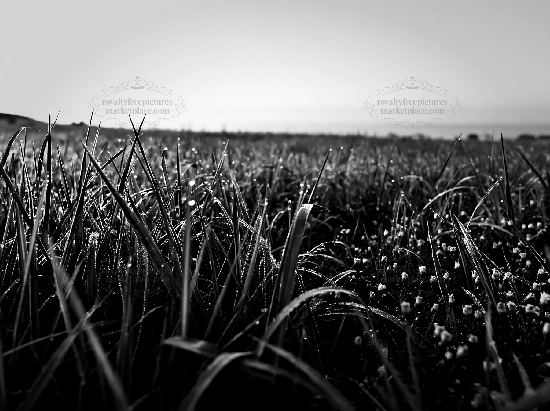 Miyazaki sunrise meadow with dew-covered sedges - AI-generated stock image