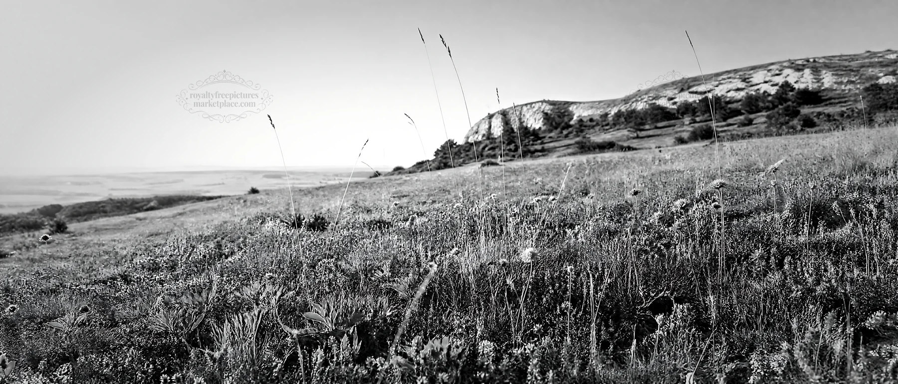 Sunny meadow with wild thyme and distant hills - AI-generated stock image