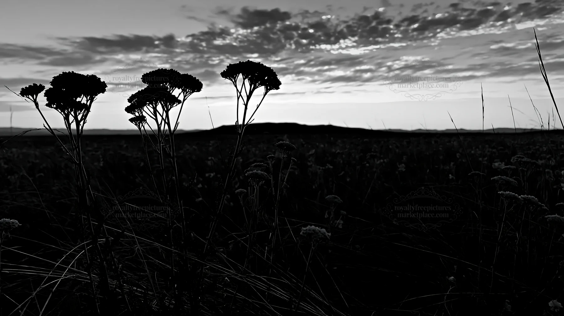 Black and white yarrow meadow bloom at sunset in open fields - AI-generated stock image