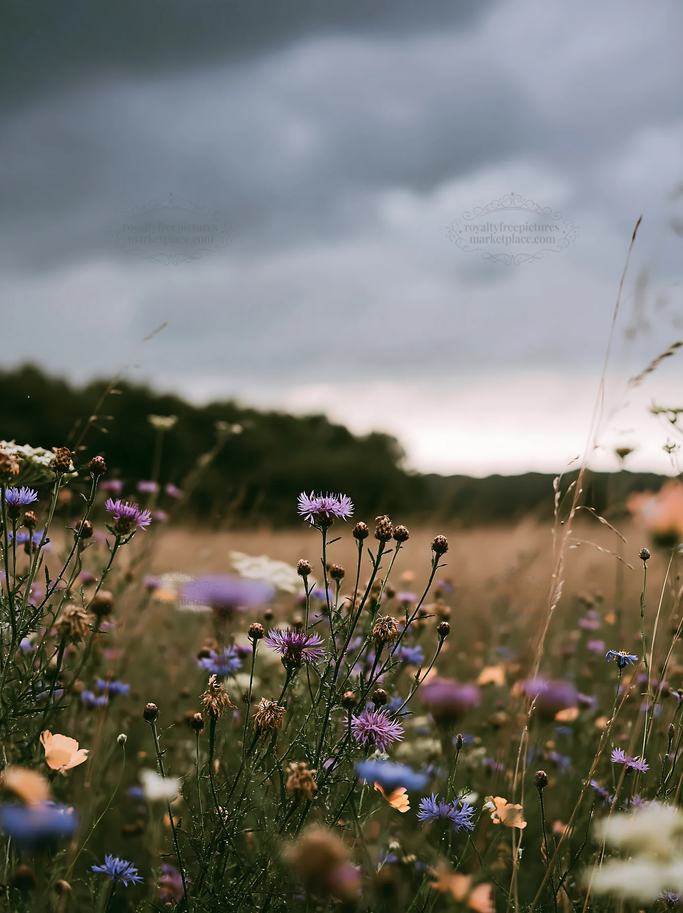 Knapweed blooms in a meadow under a cloudy sky - AI-generated stock image