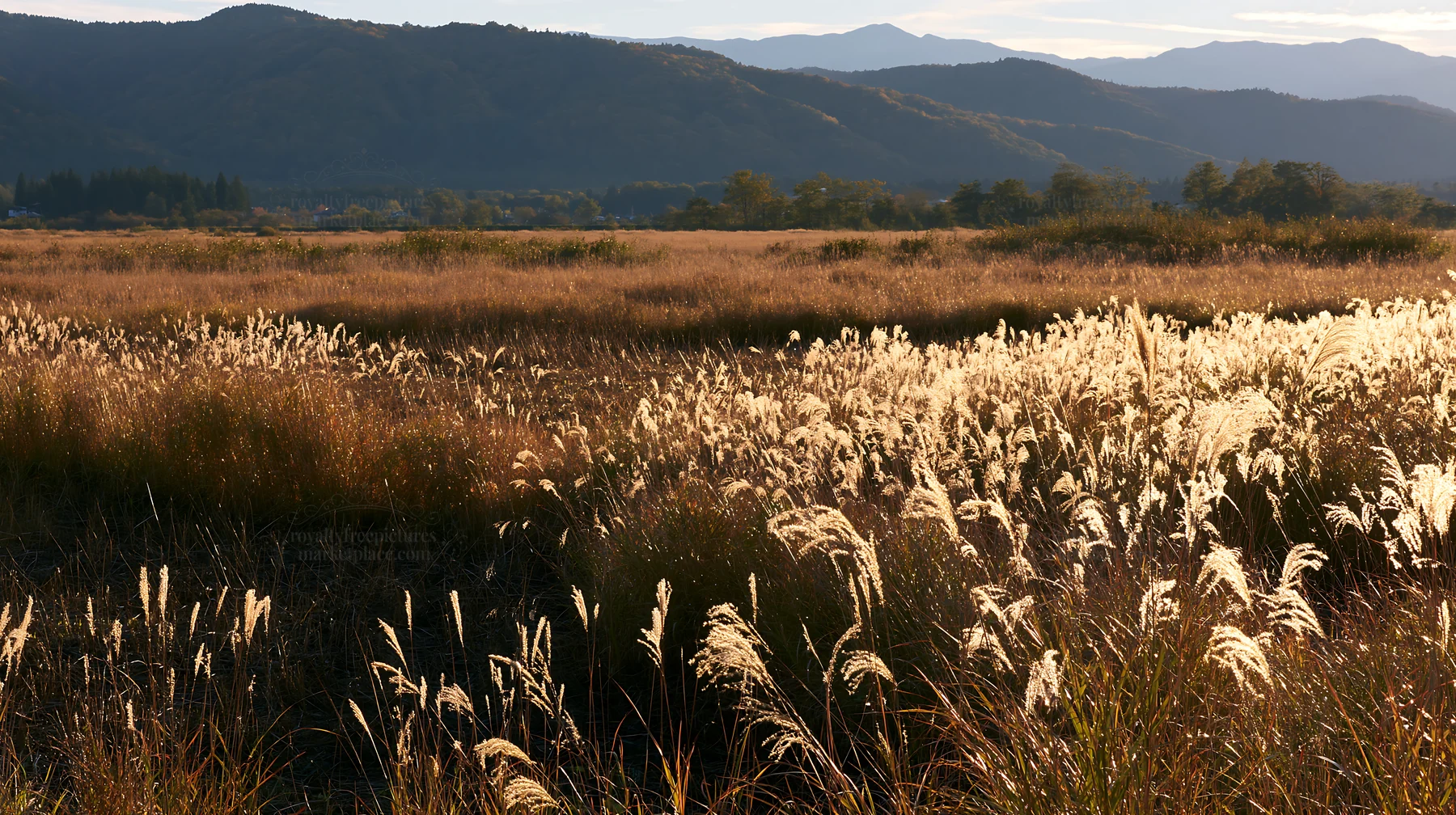 Shiga wetland meadow climate adaptation reeds under sunlight - AI-generated stock image