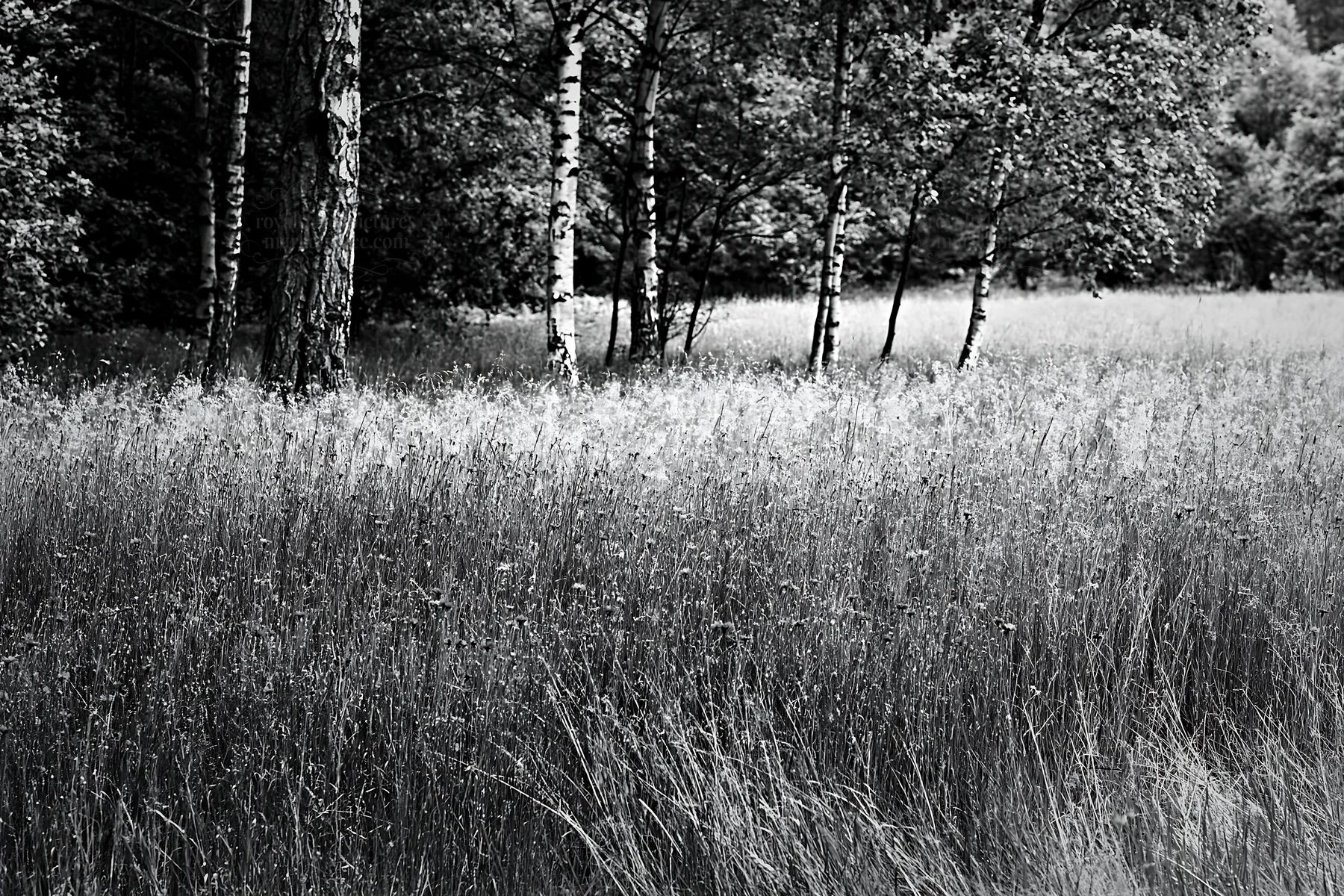 Black and white forest edge meadow with green trees and blue wildflowers - AI-generated stock image