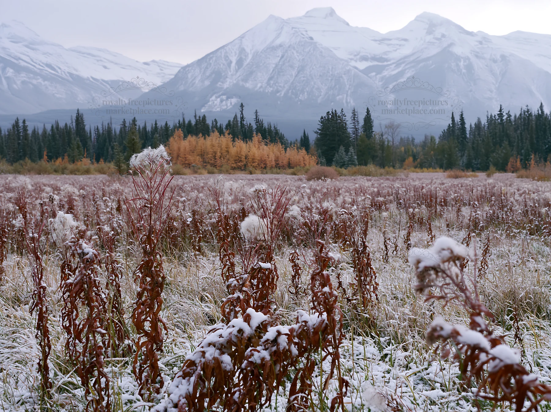 Banff meadow with snow and rocky mountains in background - AI-generated stock image
