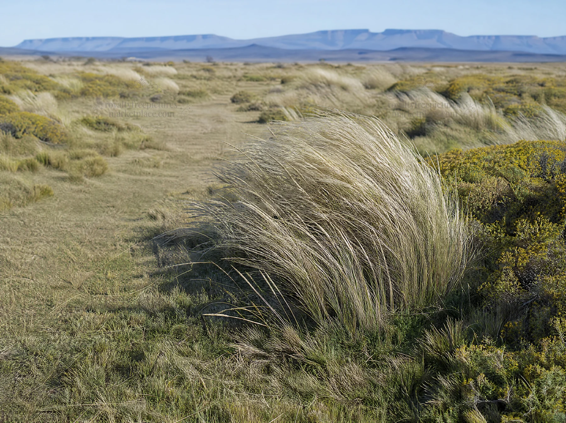 Drought-tolerant meadow with tall grass and distant mountains - AI-generated stock image